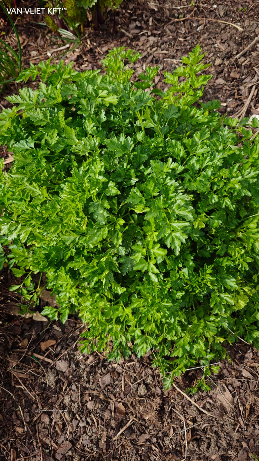Parsley - Gigante D'Italia - 5g