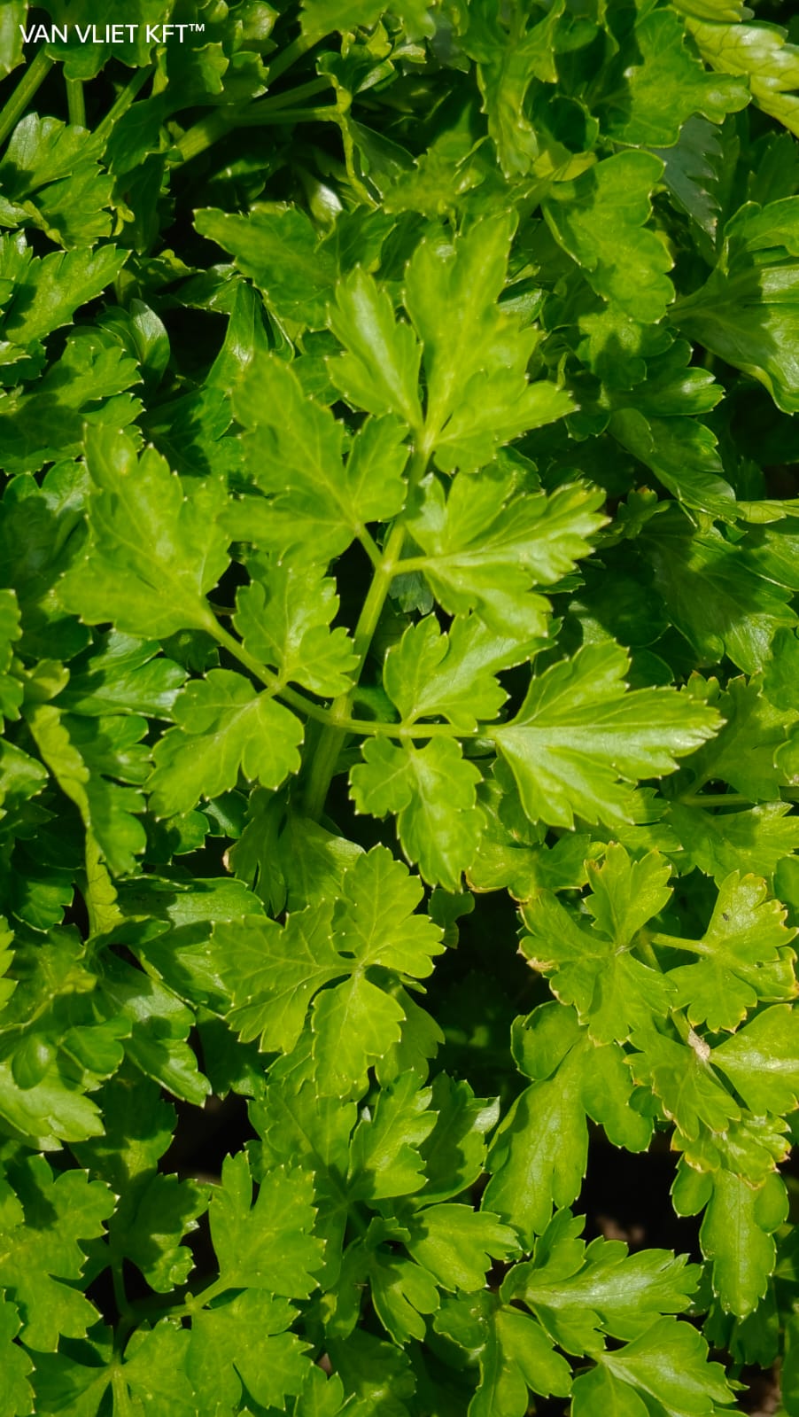 Parsley - Gigante D'Italia - 5g