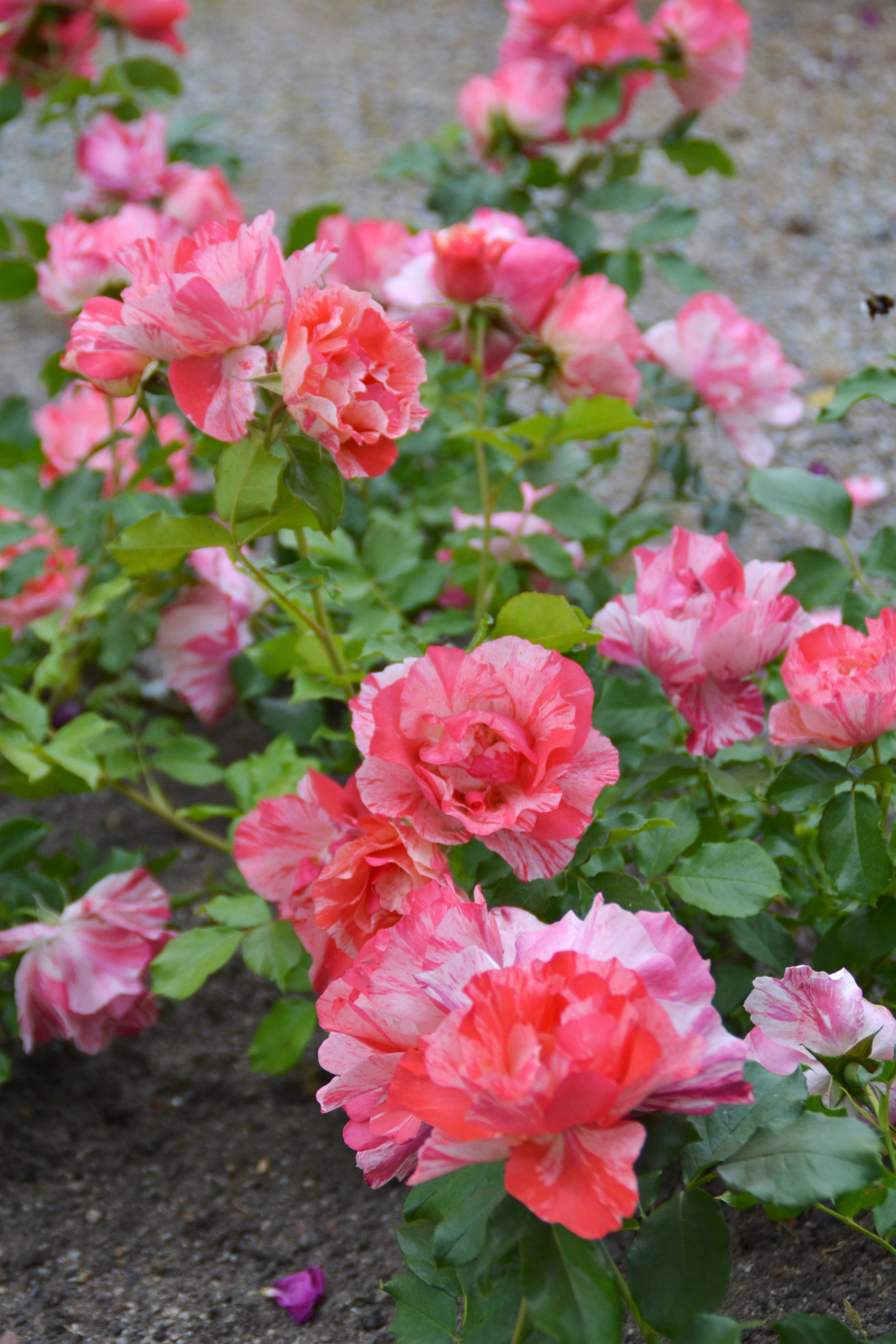 Floribunda Ruža – Grimaldi®