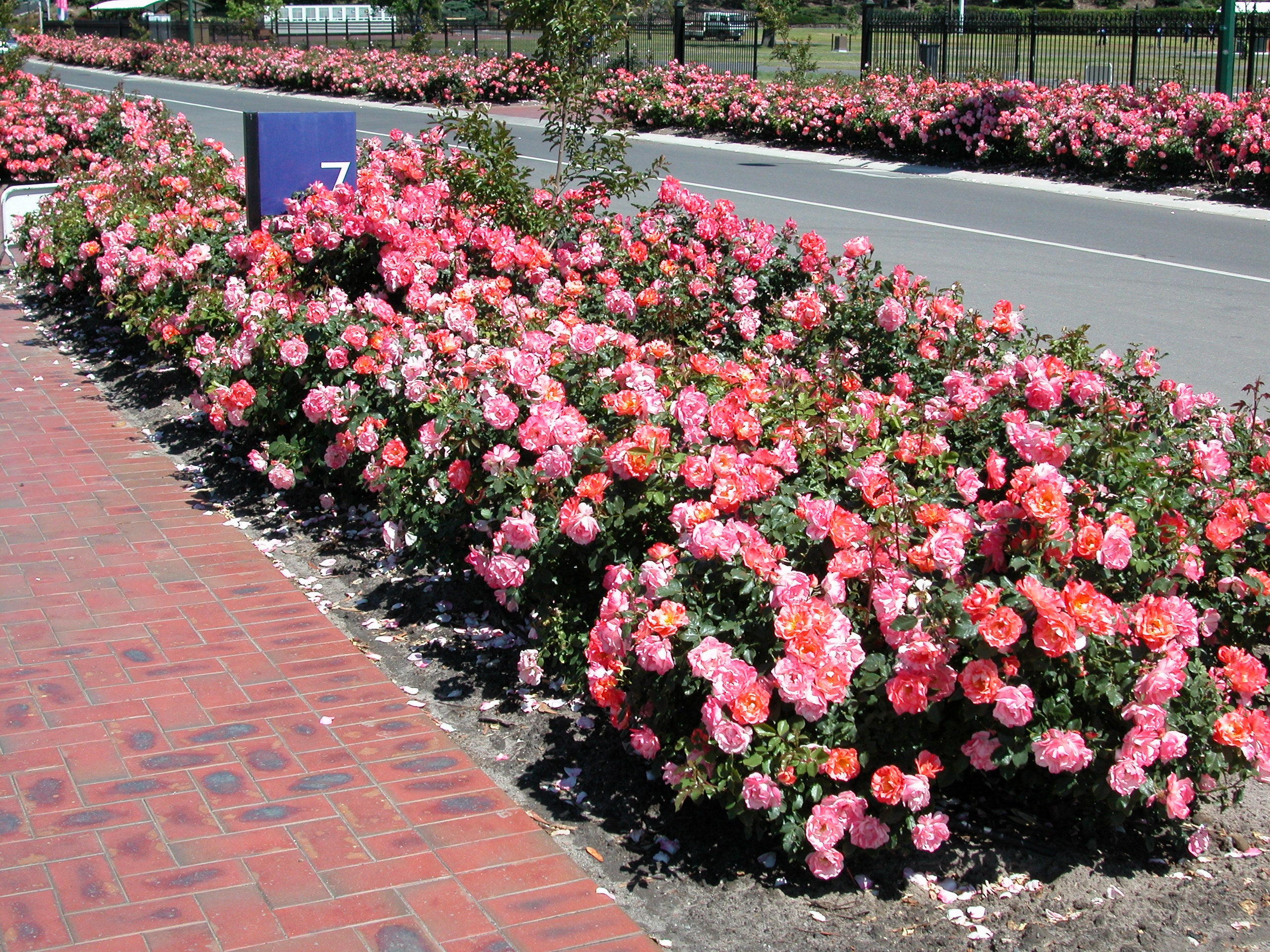Floribunda Ruža – Grimaldi®