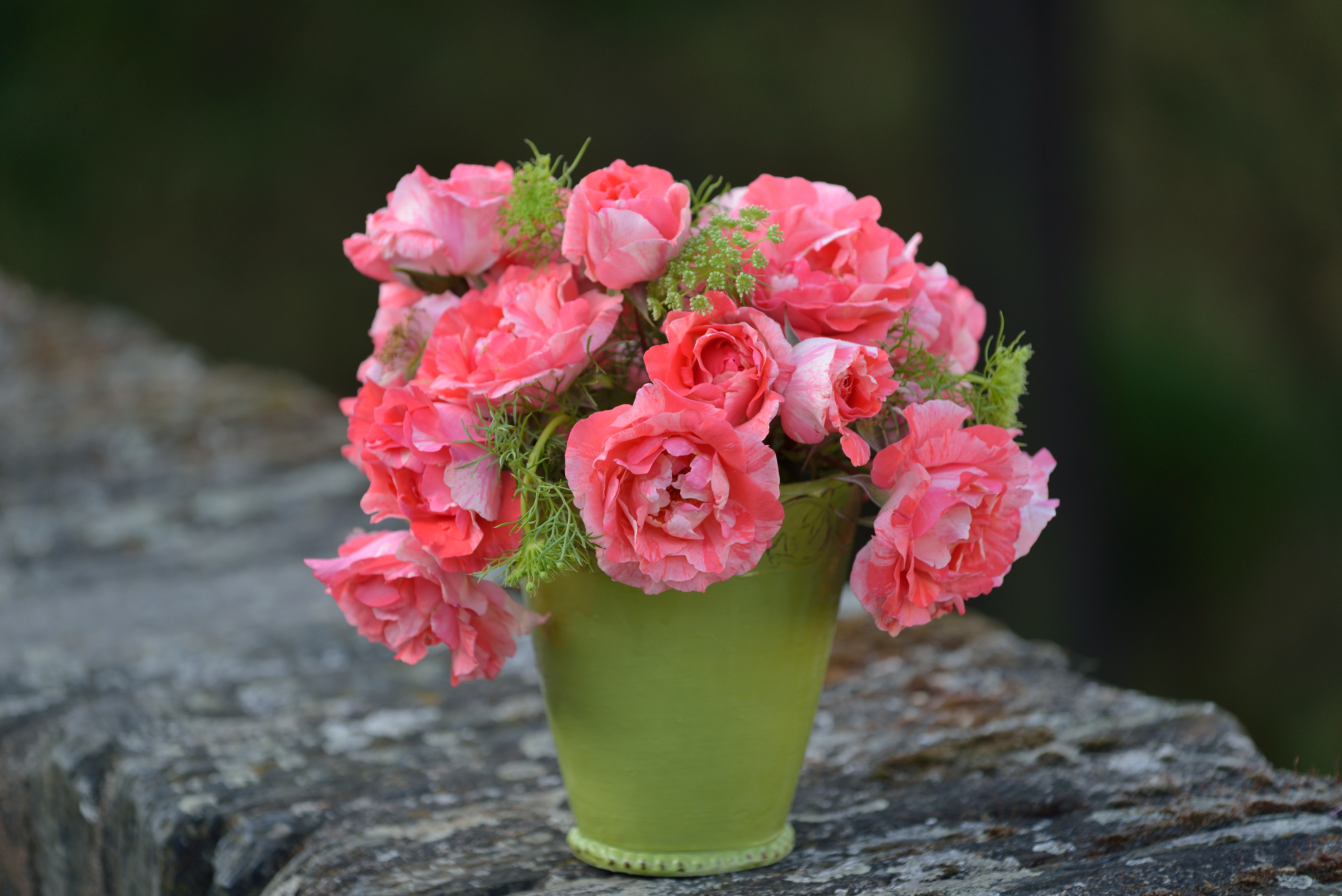 Floribunda Ruža – Grimaldi®