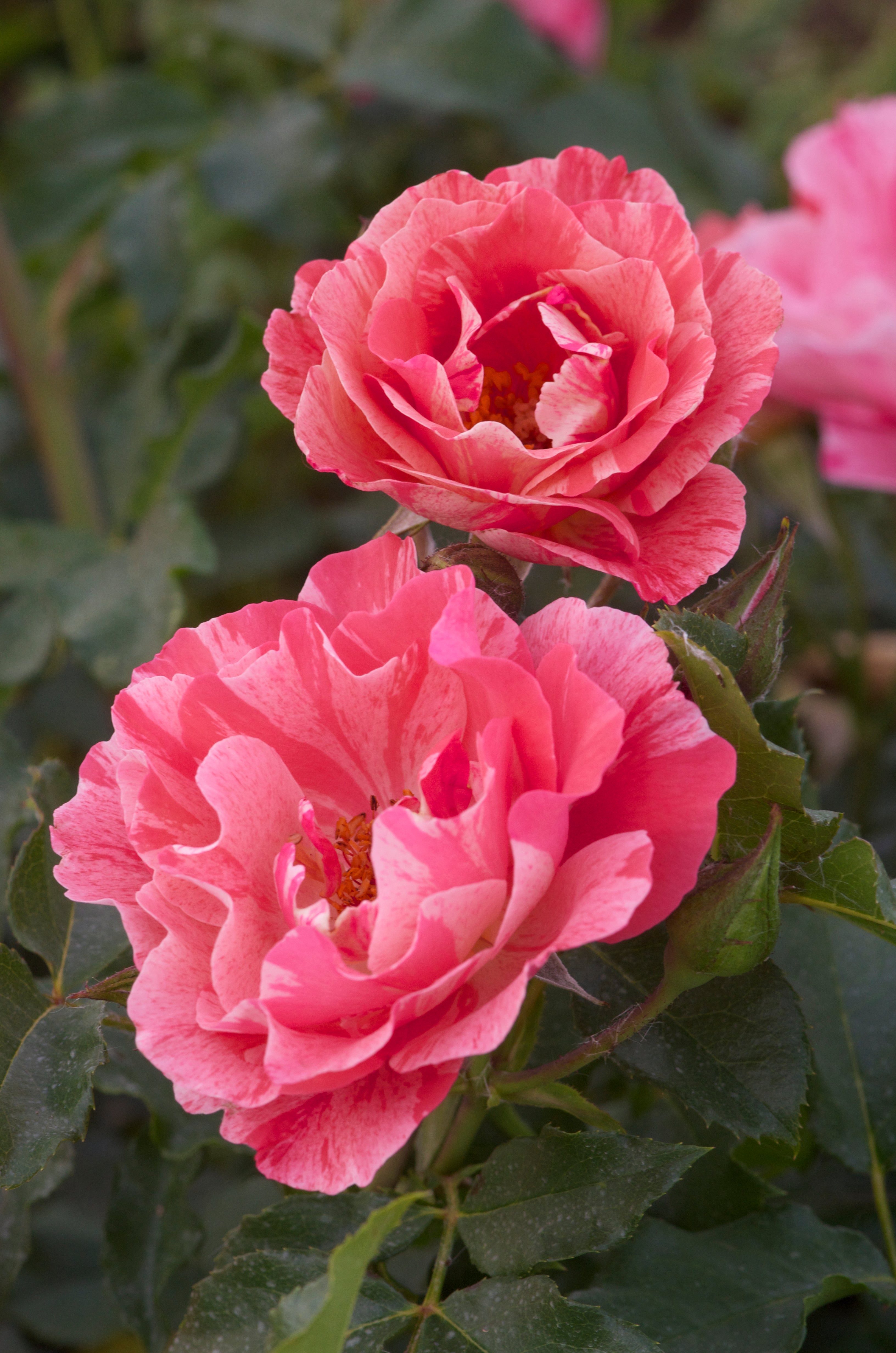 Floribunda Ruža – Grimaldi®