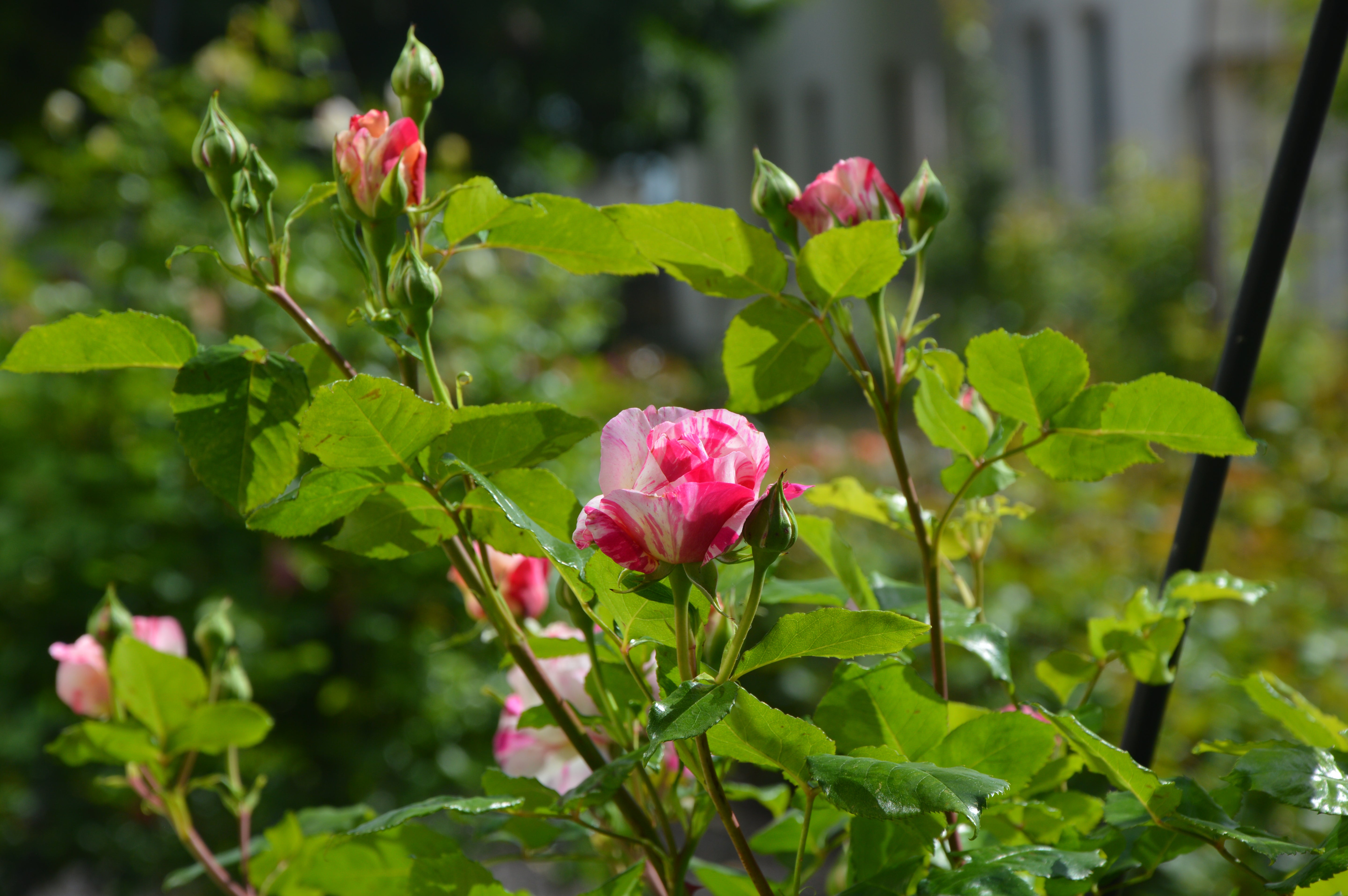 Floribunda Ruža – Grimaldi®