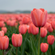 Tulip Darwin Hybride - Hans Brinker - 12/+