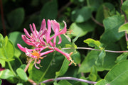 Honeysuckle - Belgica-1