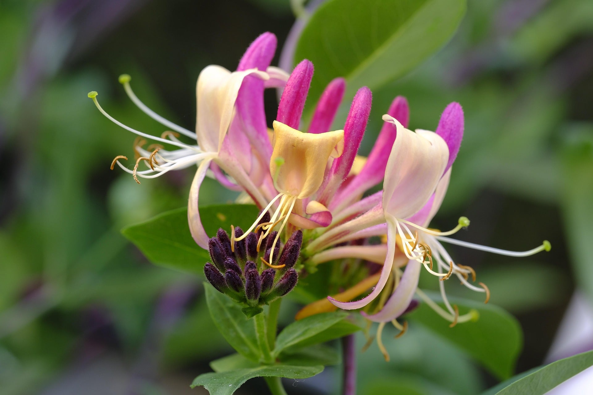 Honeysuckle - Belgica-3