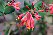 Honeysuckle - Dropmore Scarlet-1