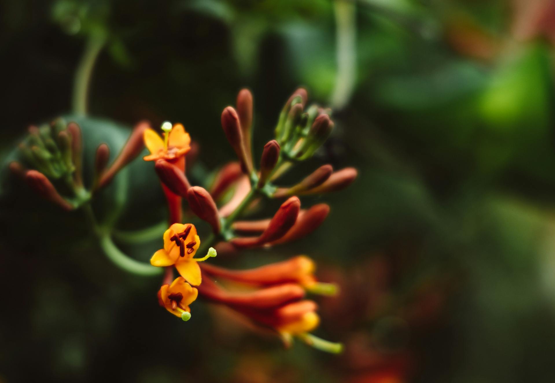 Honeysuckle - Dropmore Scarlet-2