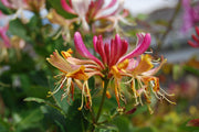 Honeysuckle - Goldflame-1