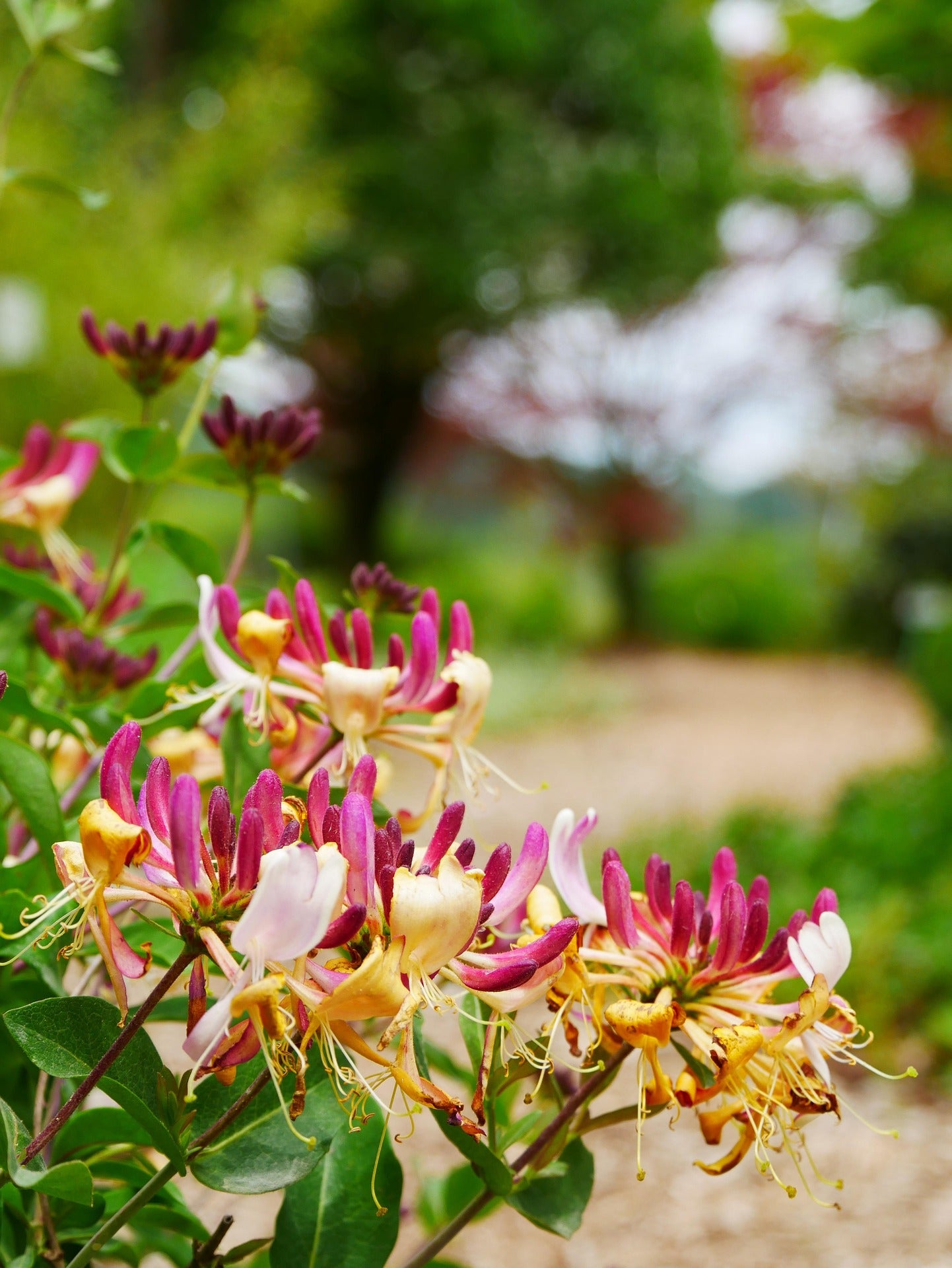 Honeysuckle - Goldflame-4