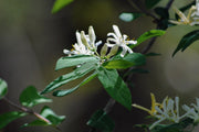 Honeysuckle - Halliana -1
