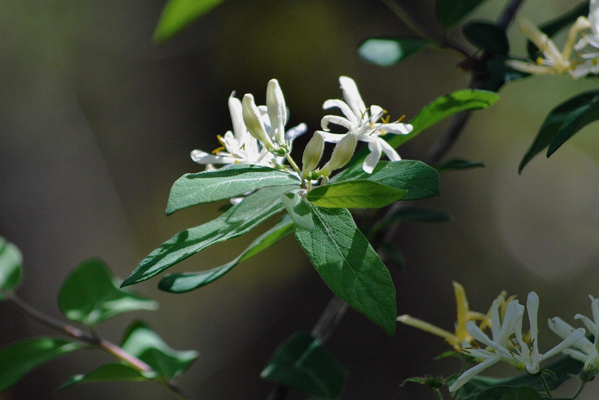 Honeysuckle - Halliana -1