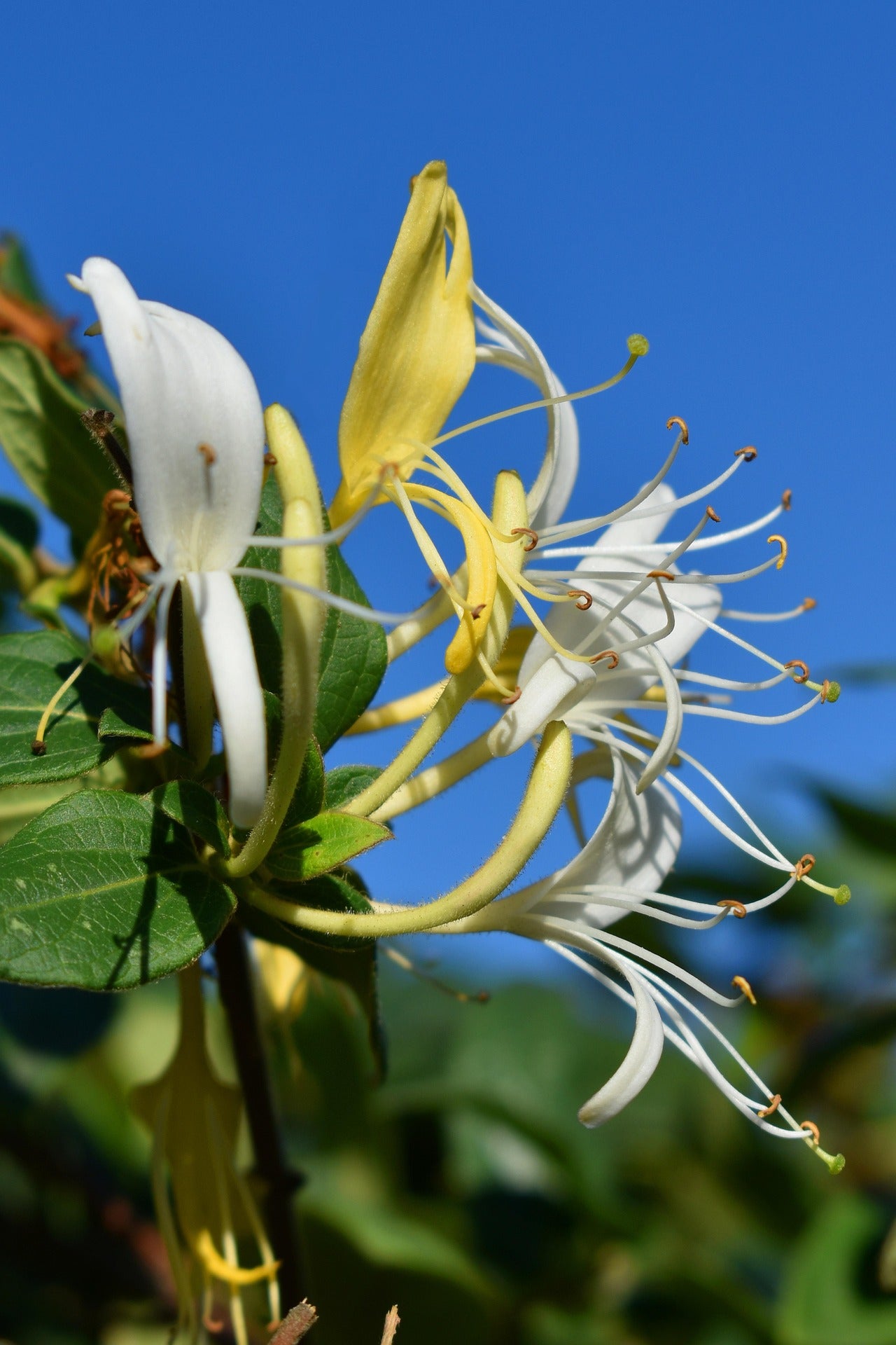 Honeysuckle - Halliana -3
