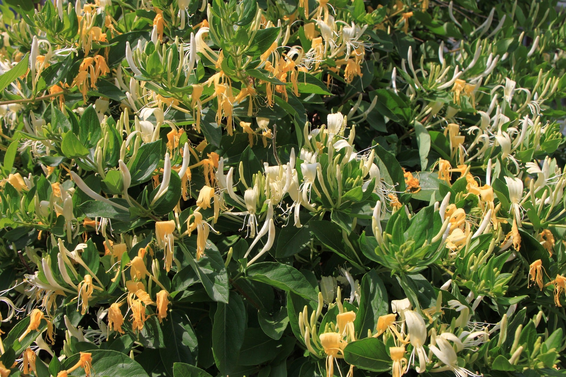 Honeysuckle - Halliana -4