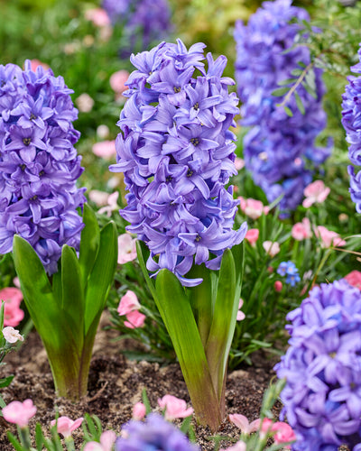Hyacint - Delft Blue - 18/19