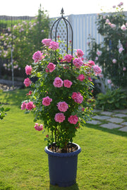 Hybrid Tea Rose - Pompadour®-1
