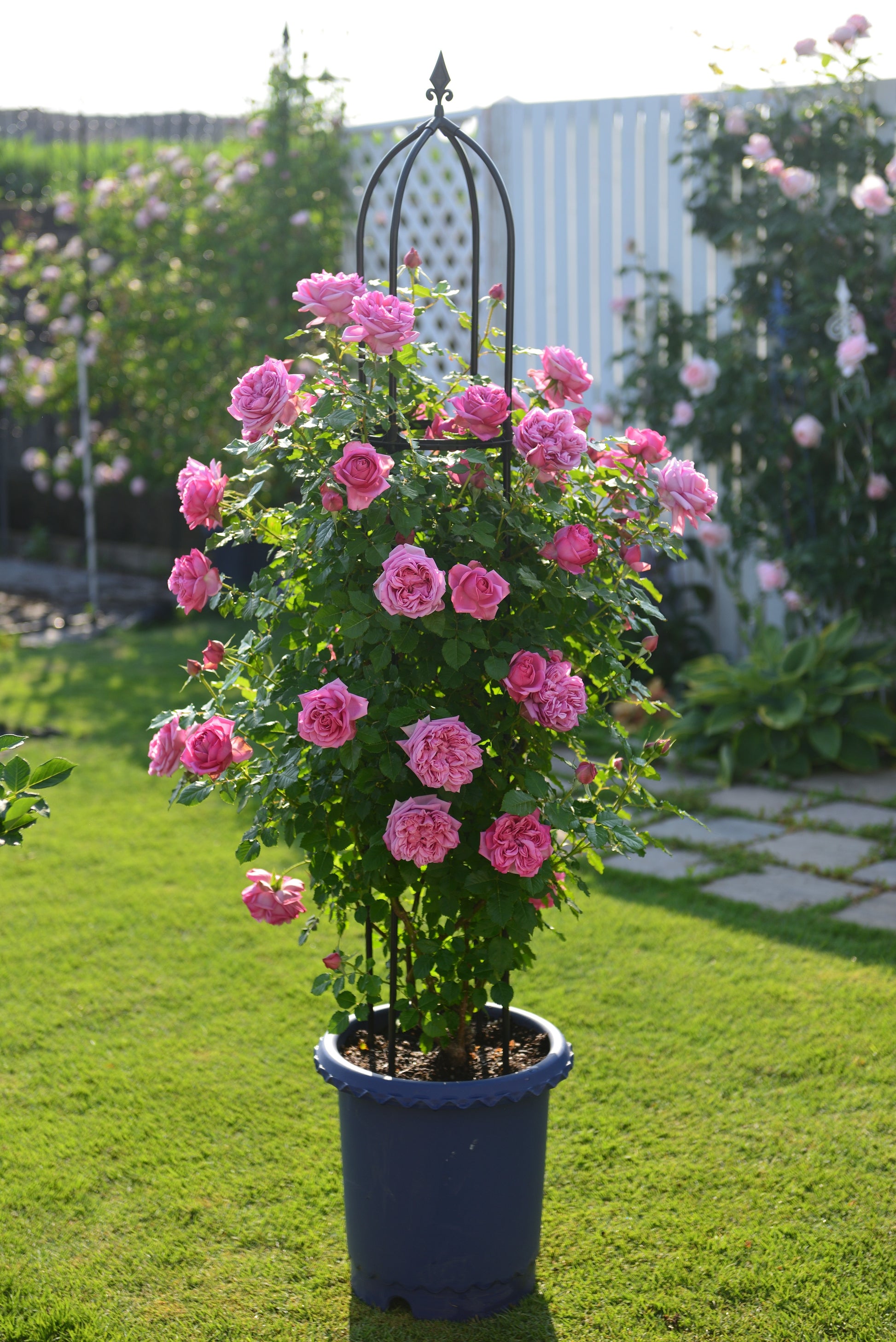 Hybrid Tea Rose - Pompadour®-1