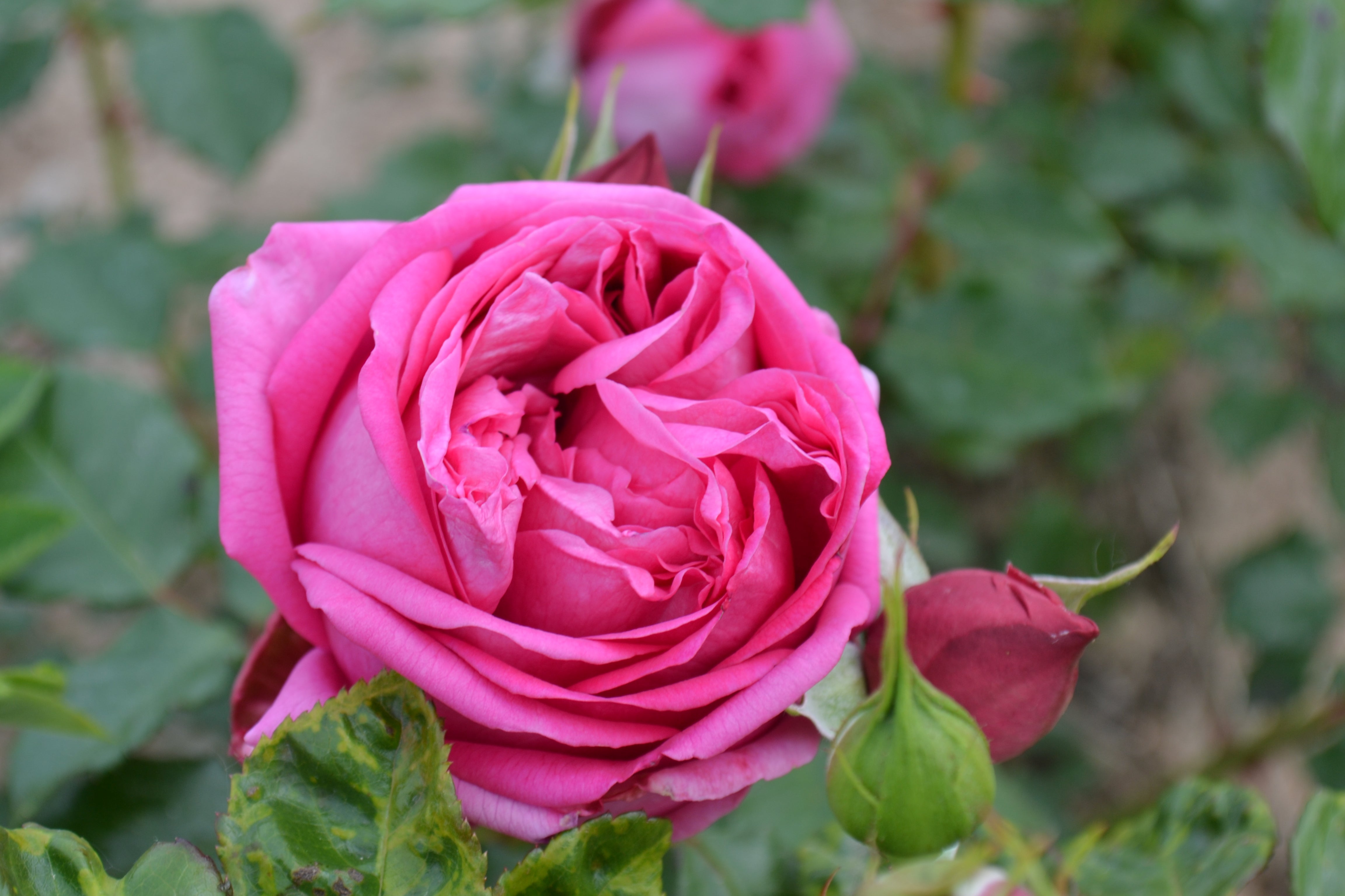 Hybrid Tea Rose - Pompadour®-4