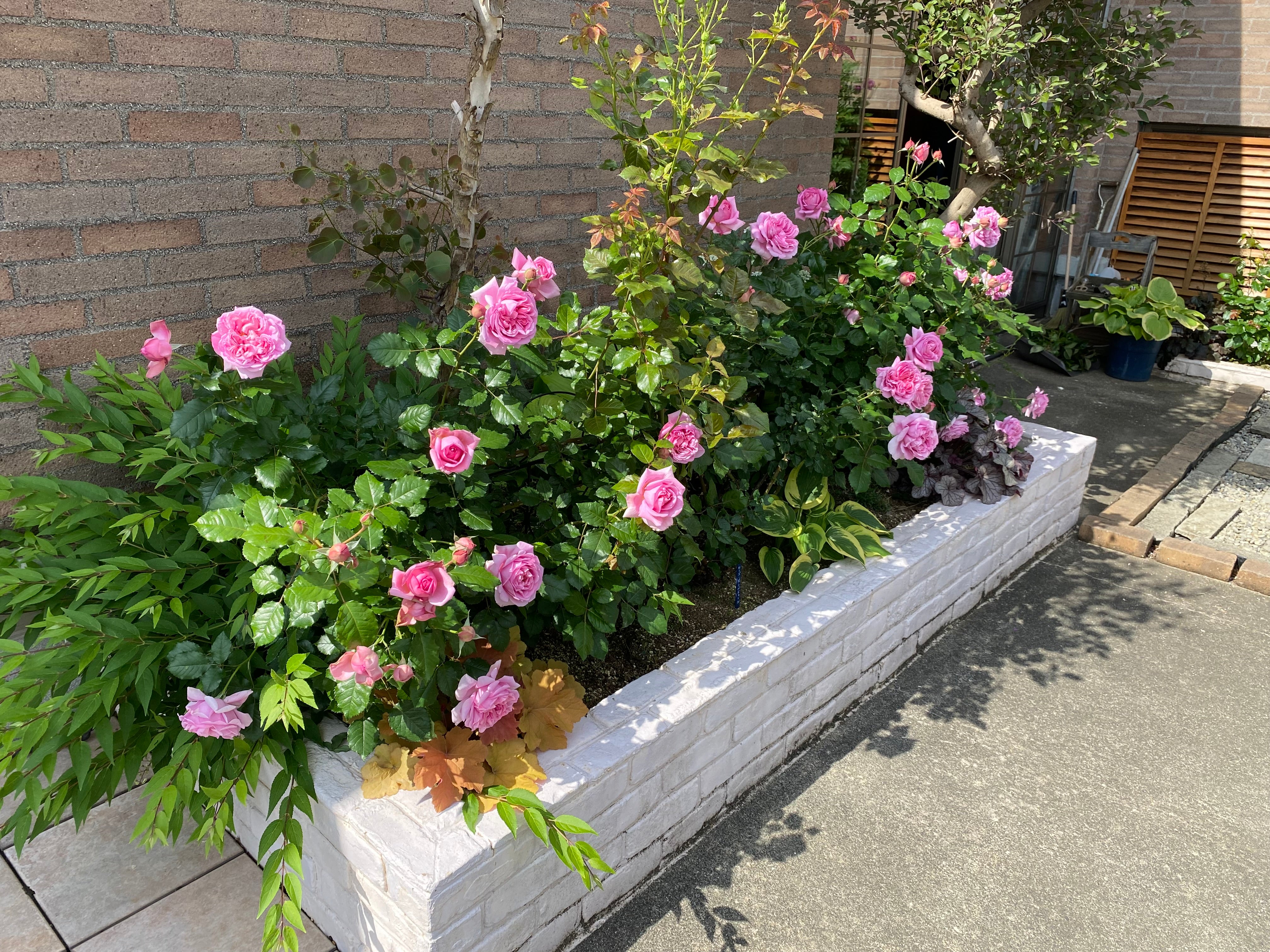 Hybrid Tea Rose - Pompadour®-5
