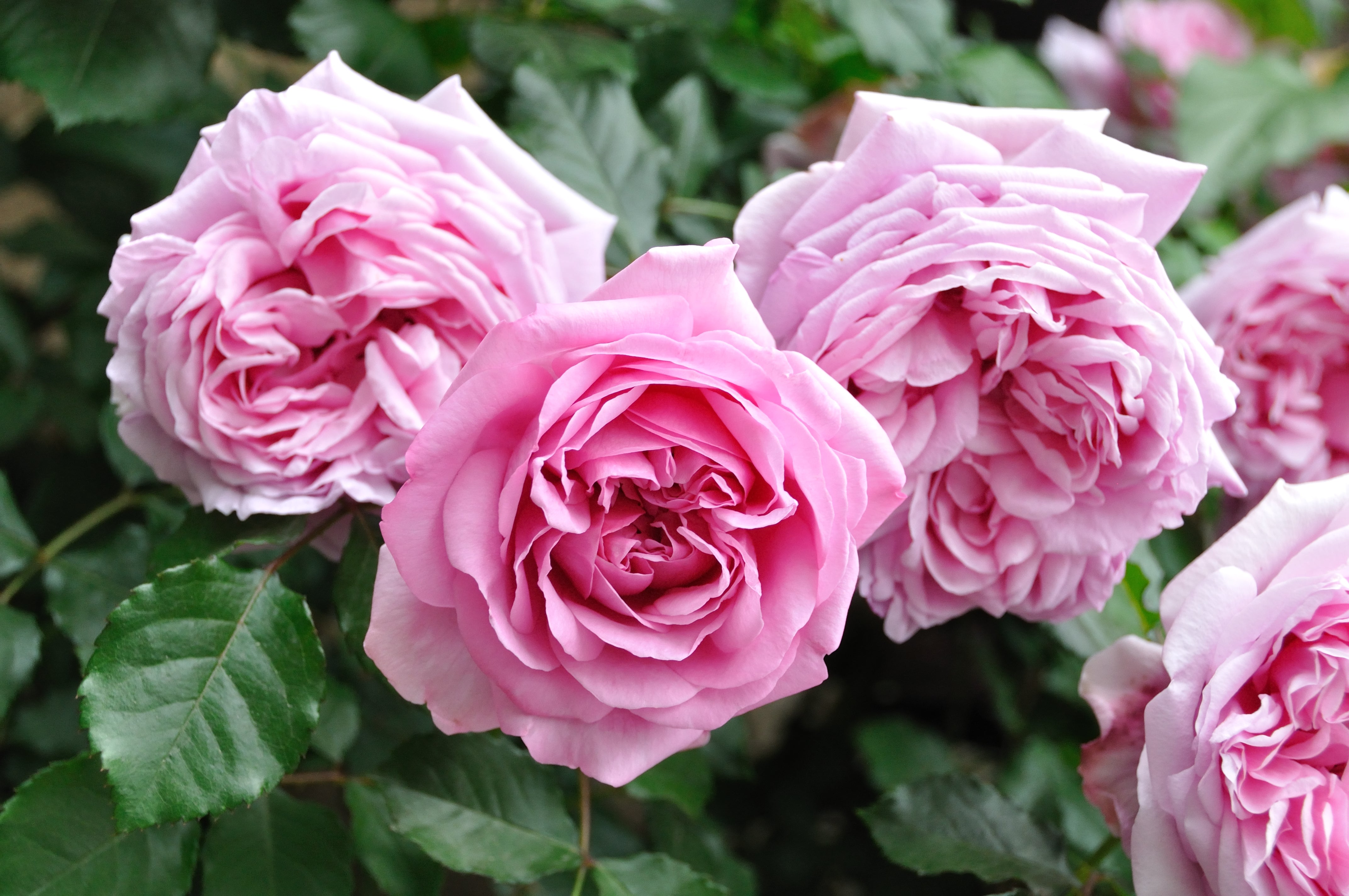 Hybrid Tea Rose - Pompadour®-6