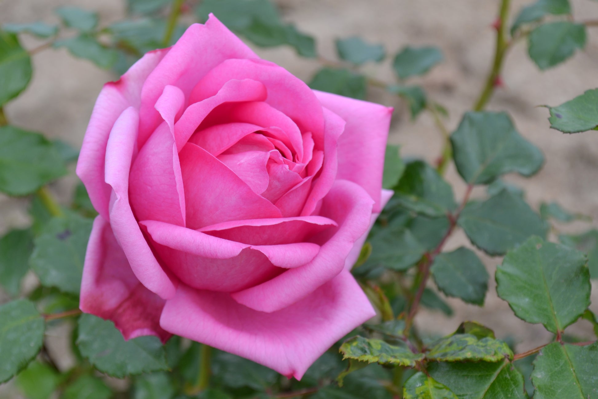 Hybrid Tea Rose - Pompadour®-7
