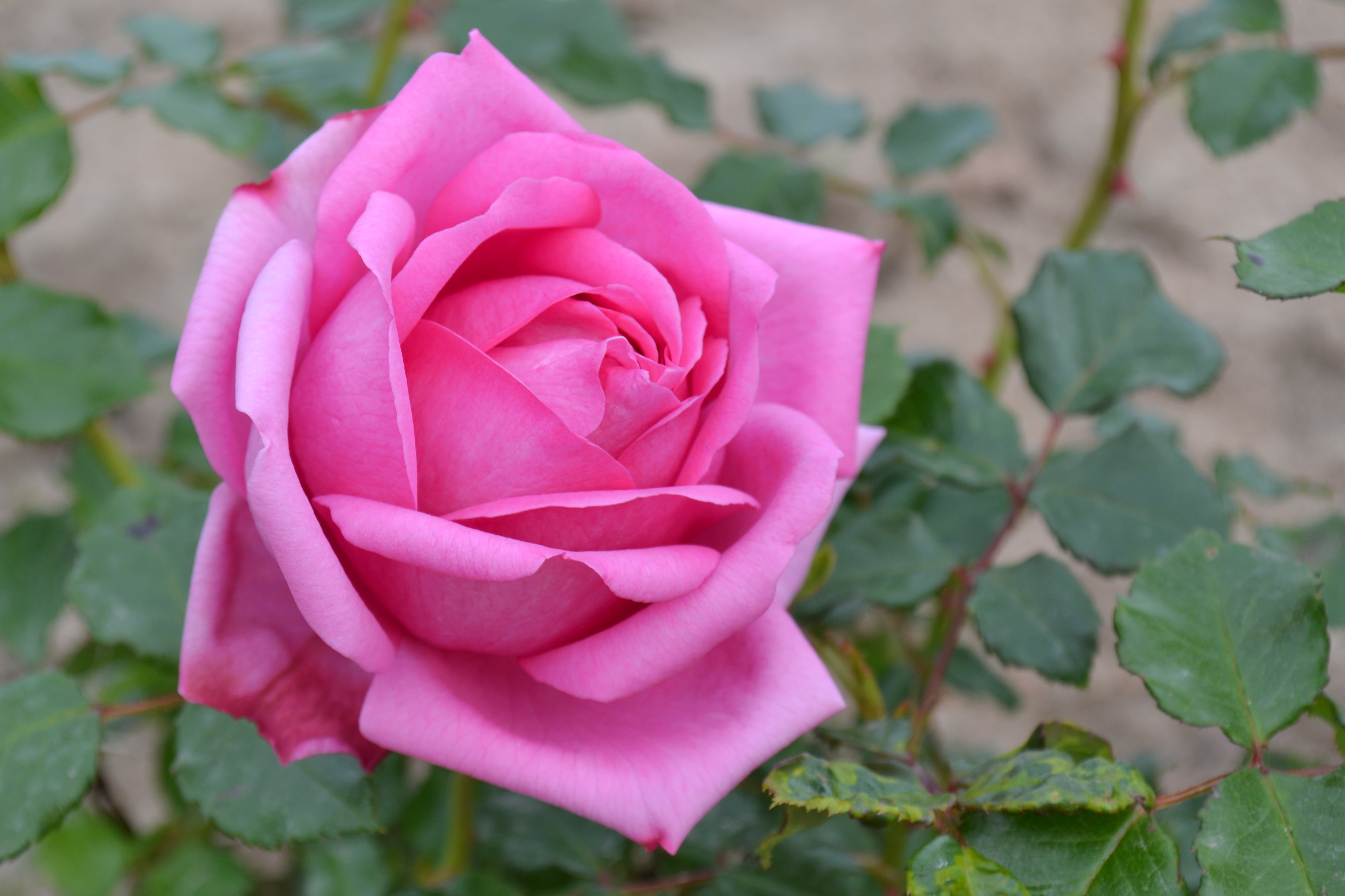 Hybrid Tea Rose - Pompadour®-7
