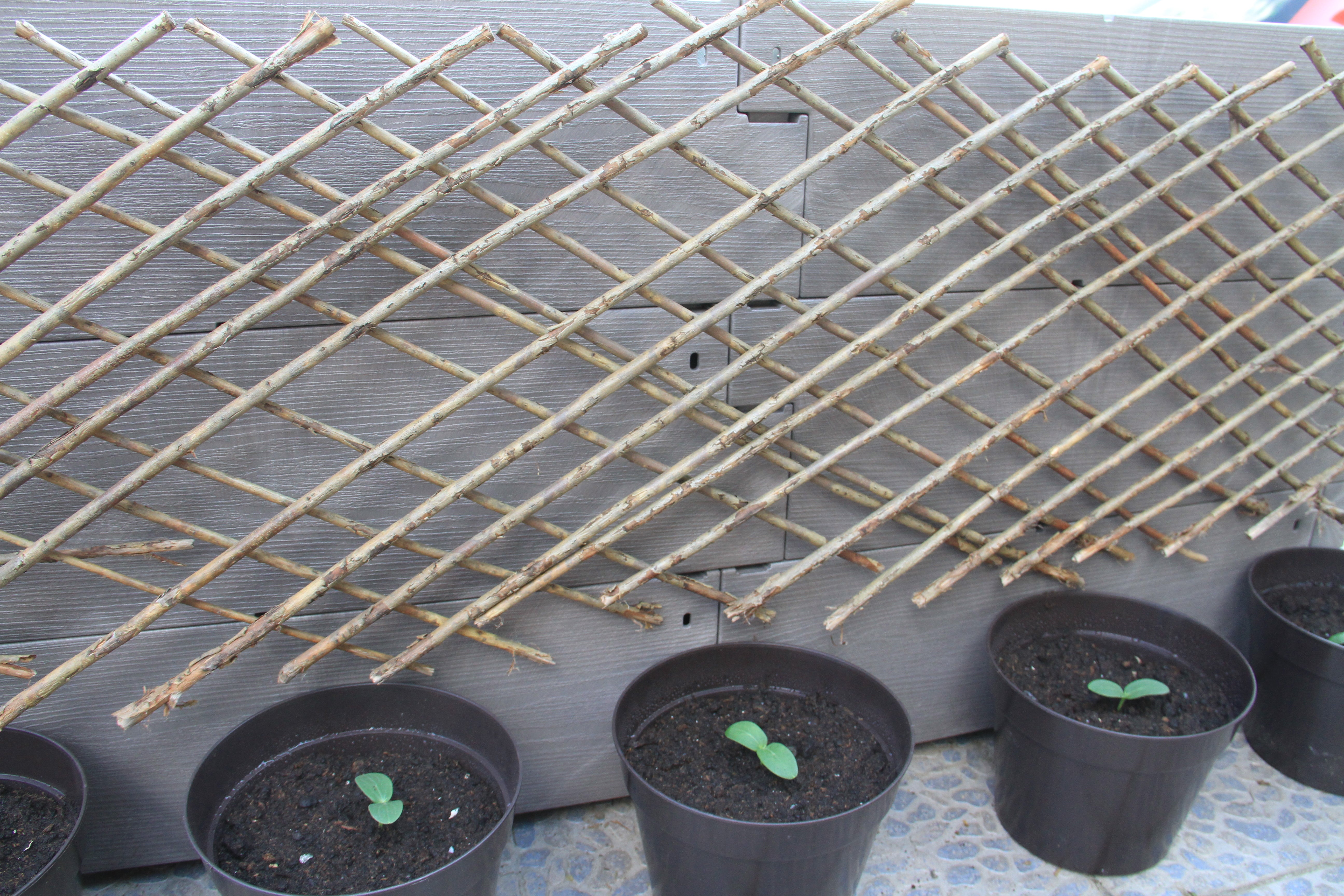 Snack Cucumber - Kalimero F1 - 6 Seeds