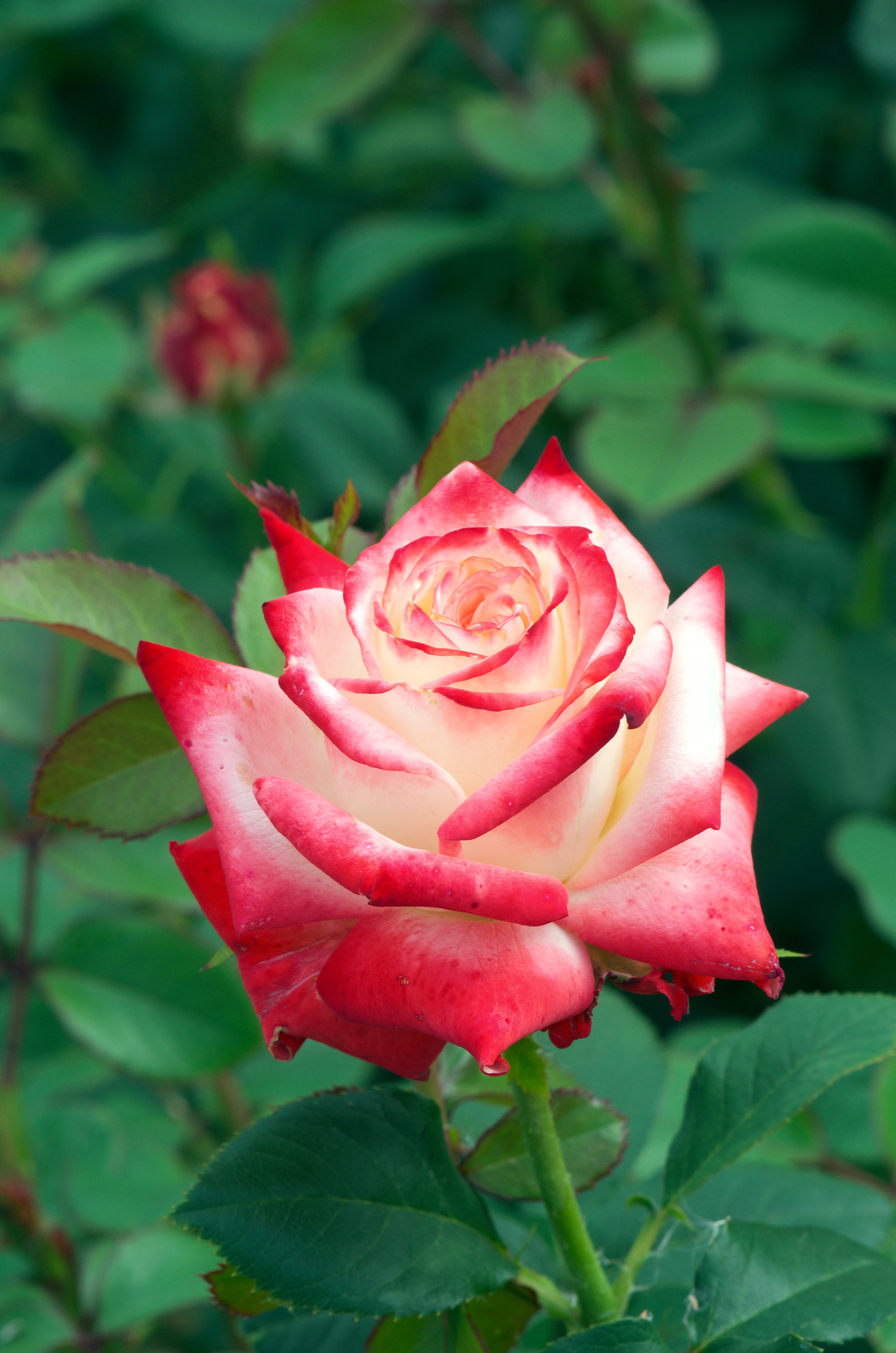 Hybrid Tea Rose - Impératrice Farah®