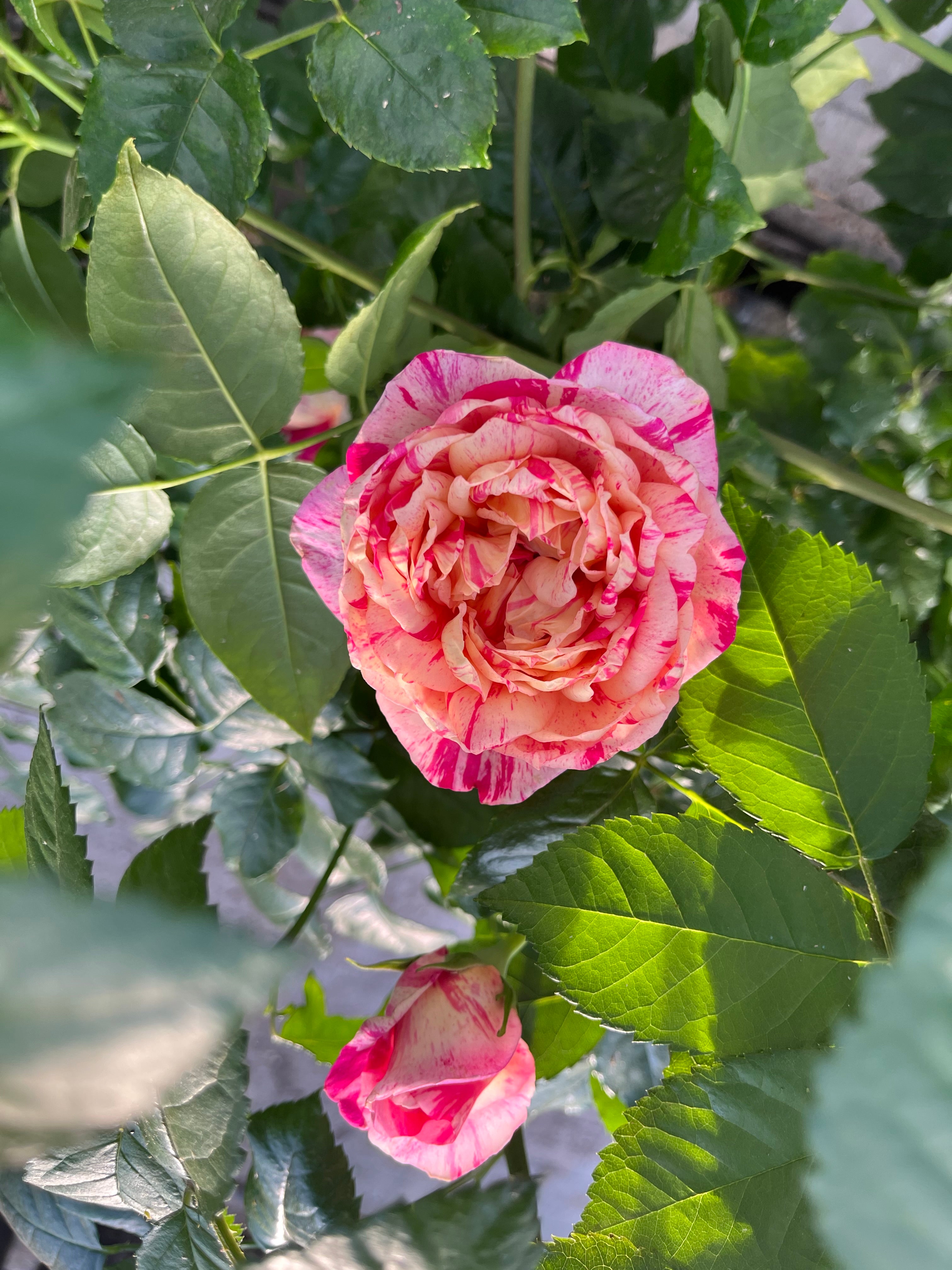 Climbing Rose - Julie Andrieu®