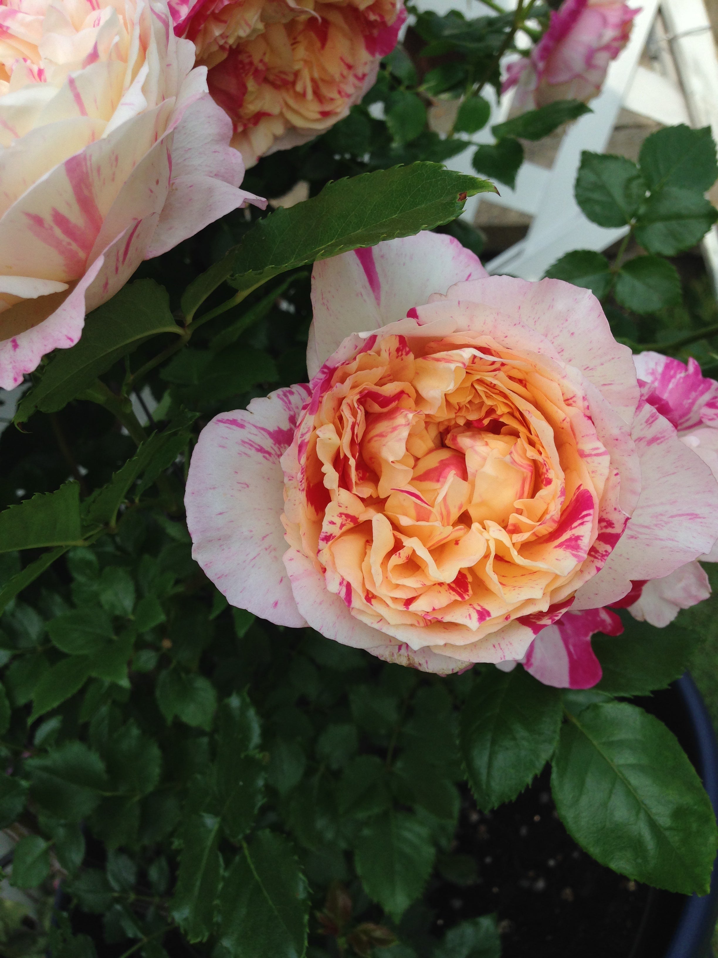 Climbing Rose - Julie Andrieu®