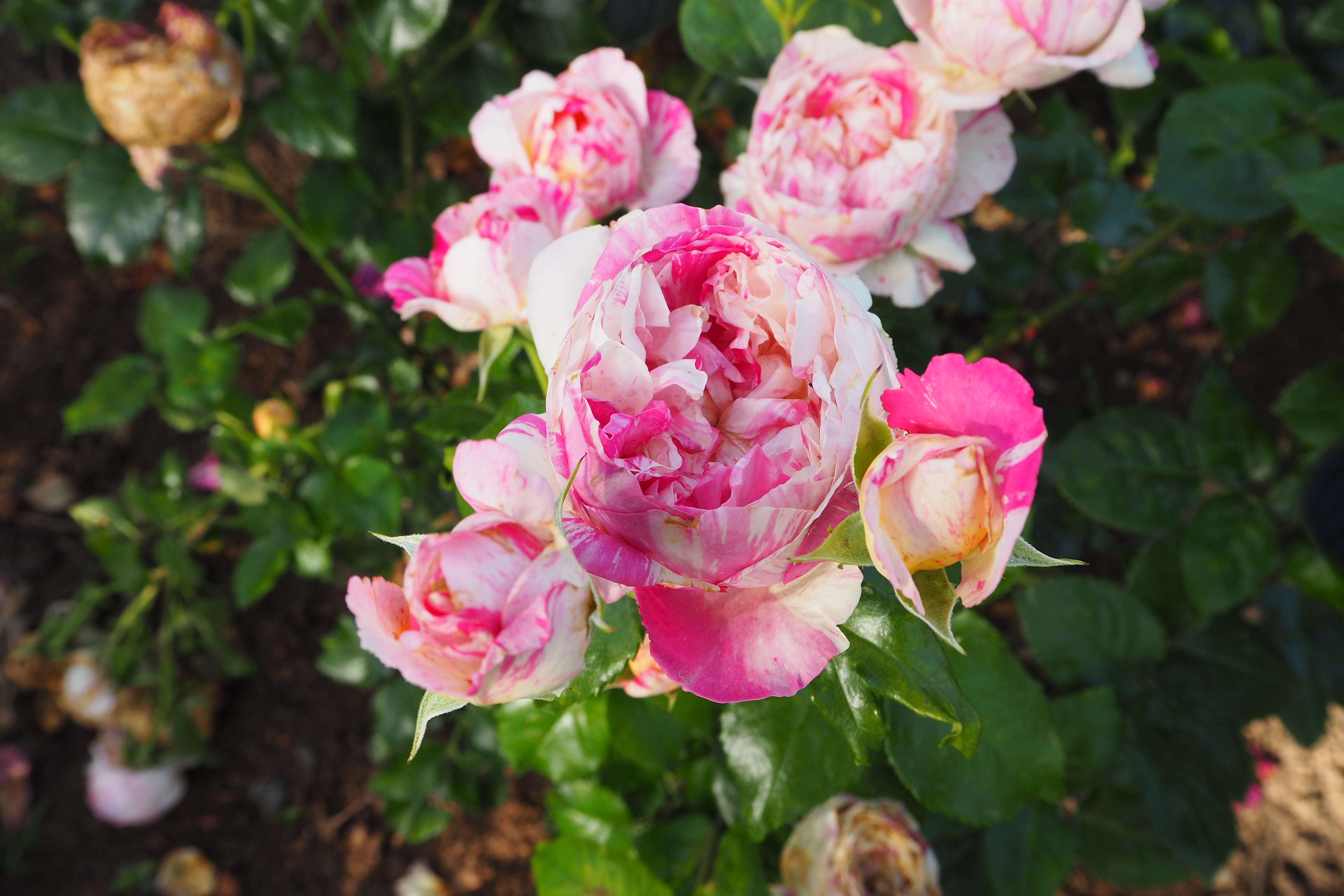 Climbing Rose - Julie Andrieu®