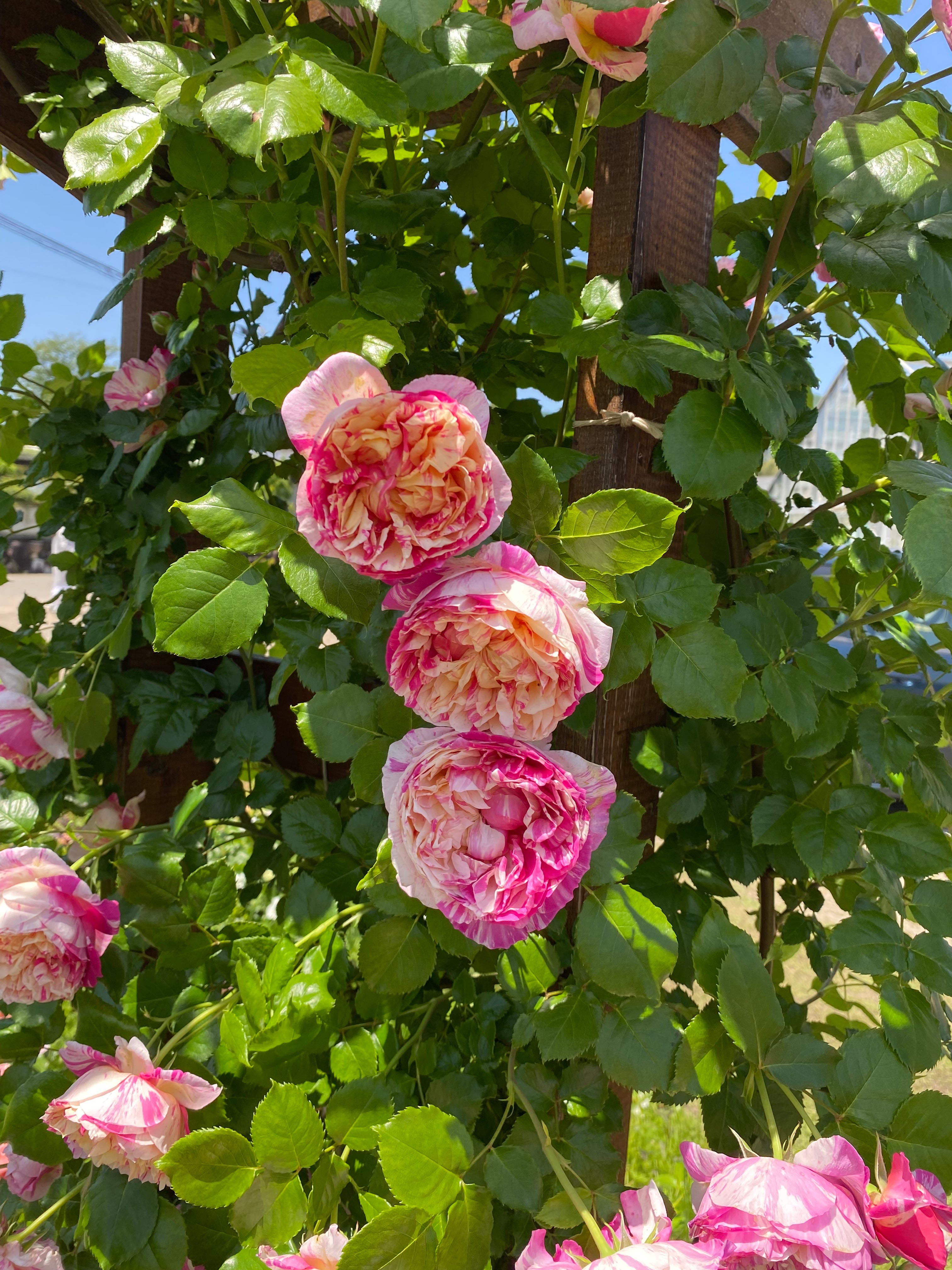 Climbing Rose - Julie Andrieu®