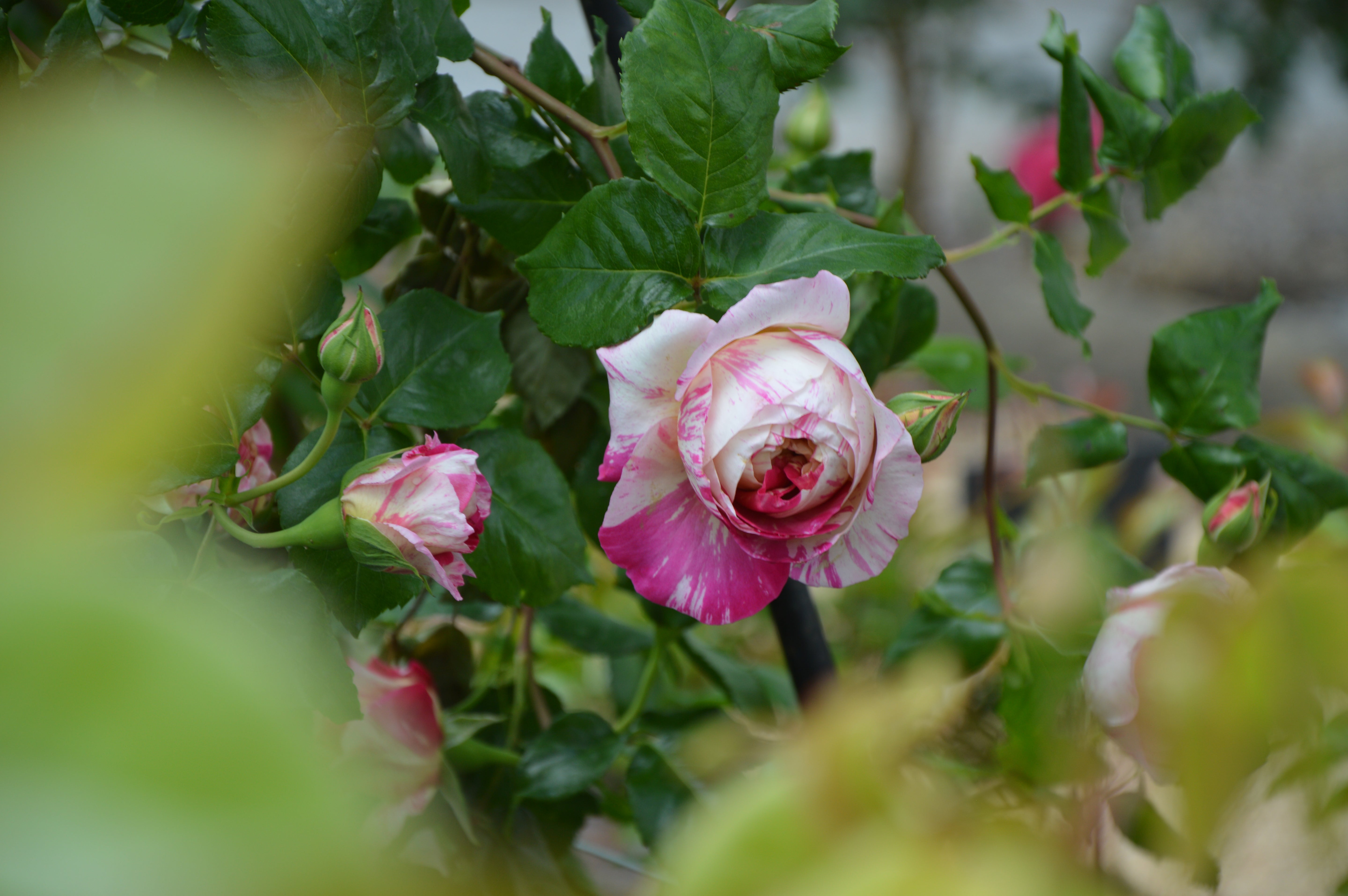 Climbing Rose - Julie Andrieu®