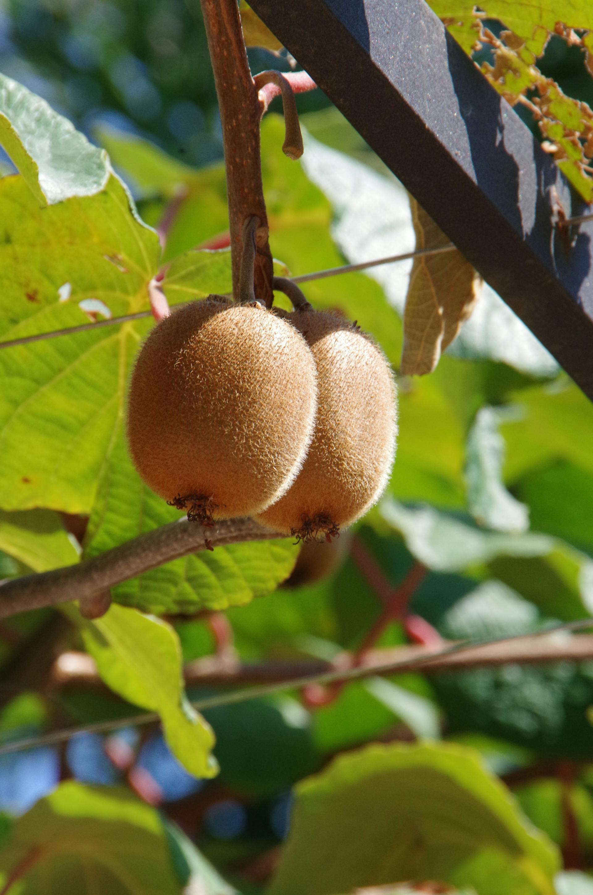 Two kiwis hanging on a branch with green leaves in the background.Kiwi - Jenny