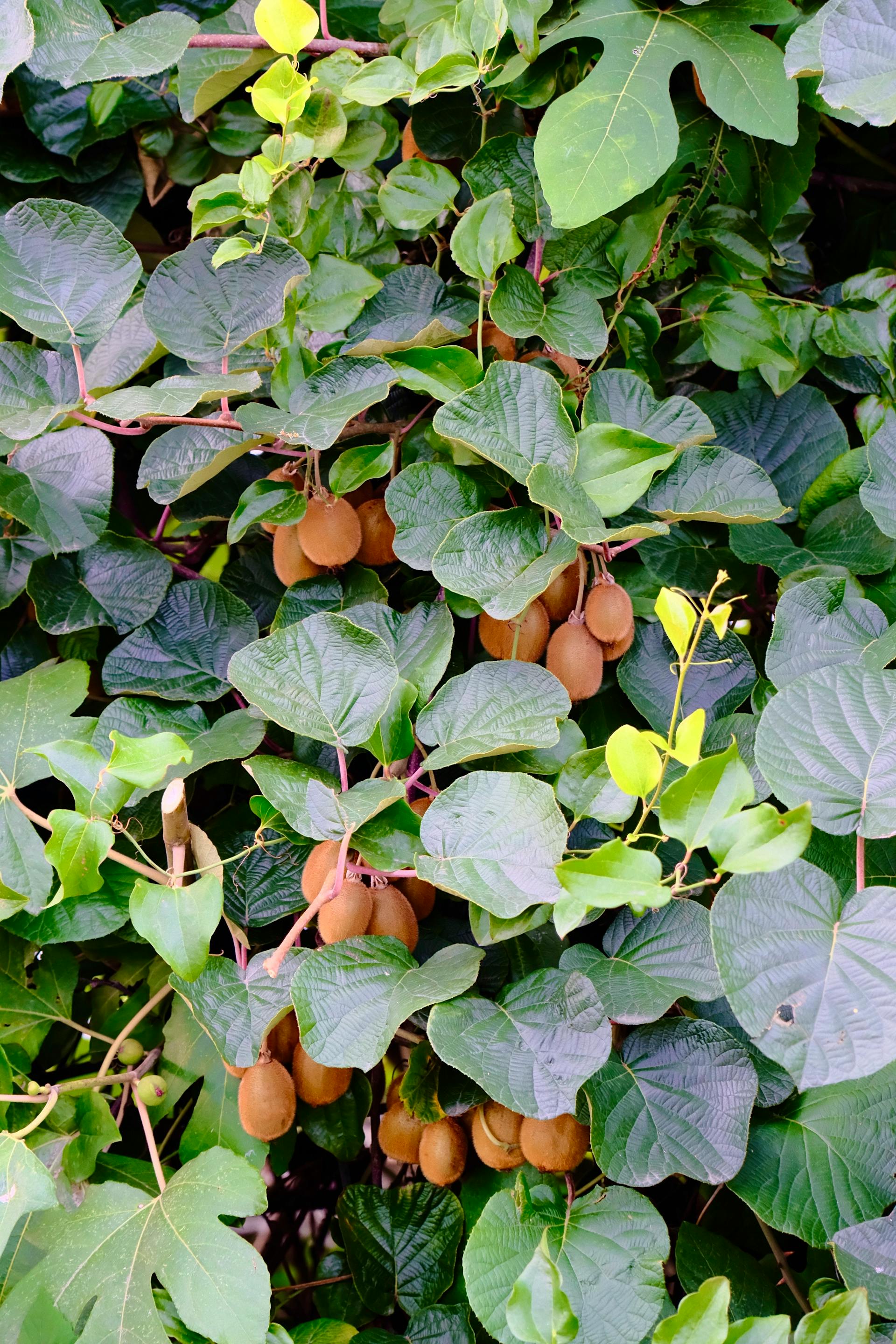 Kiwi fruits growing on a vine with green leaves.Kiwi - Jenny