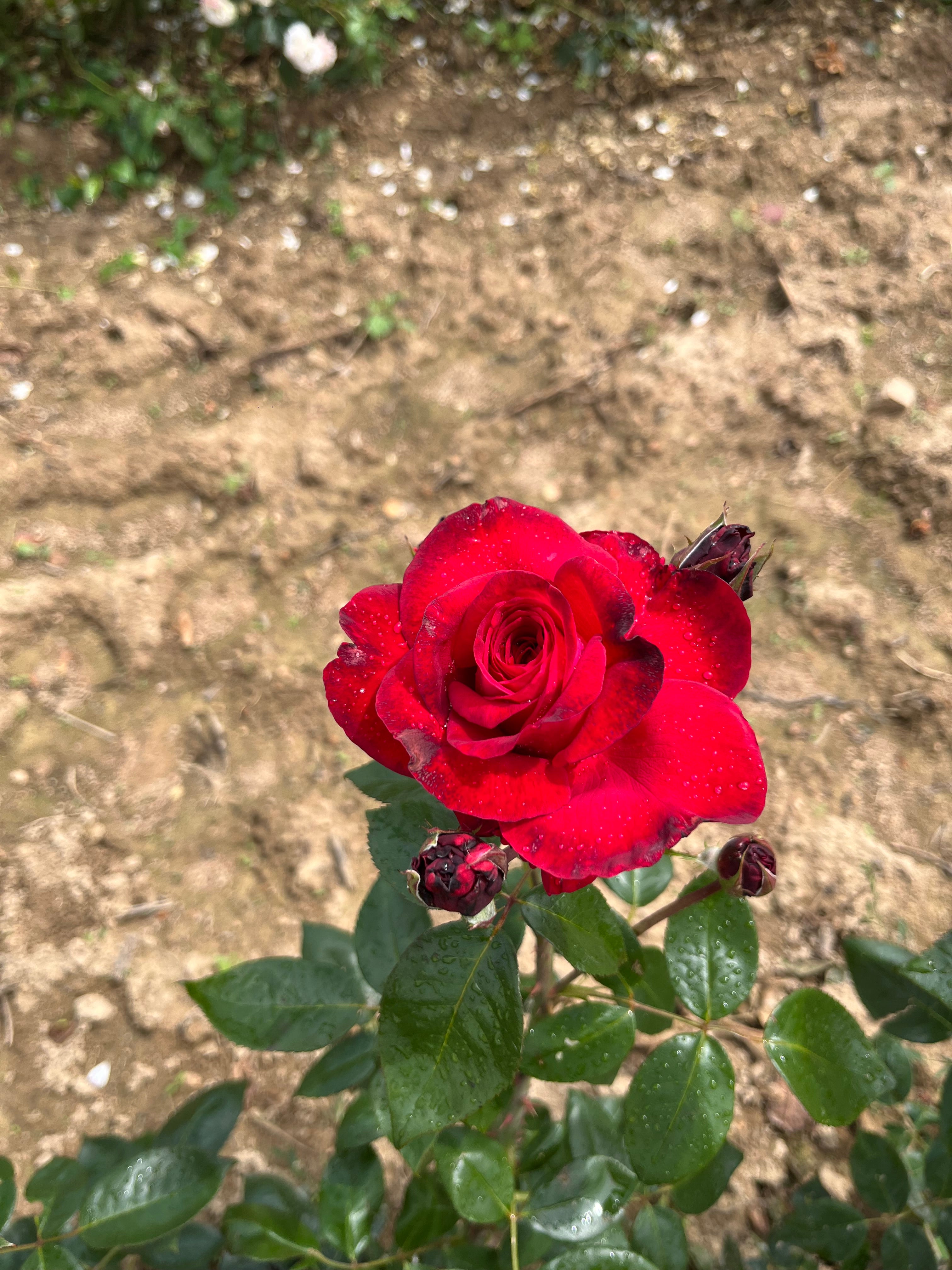 Čajevka Hibridna Ruža - La Rose Monsieur®