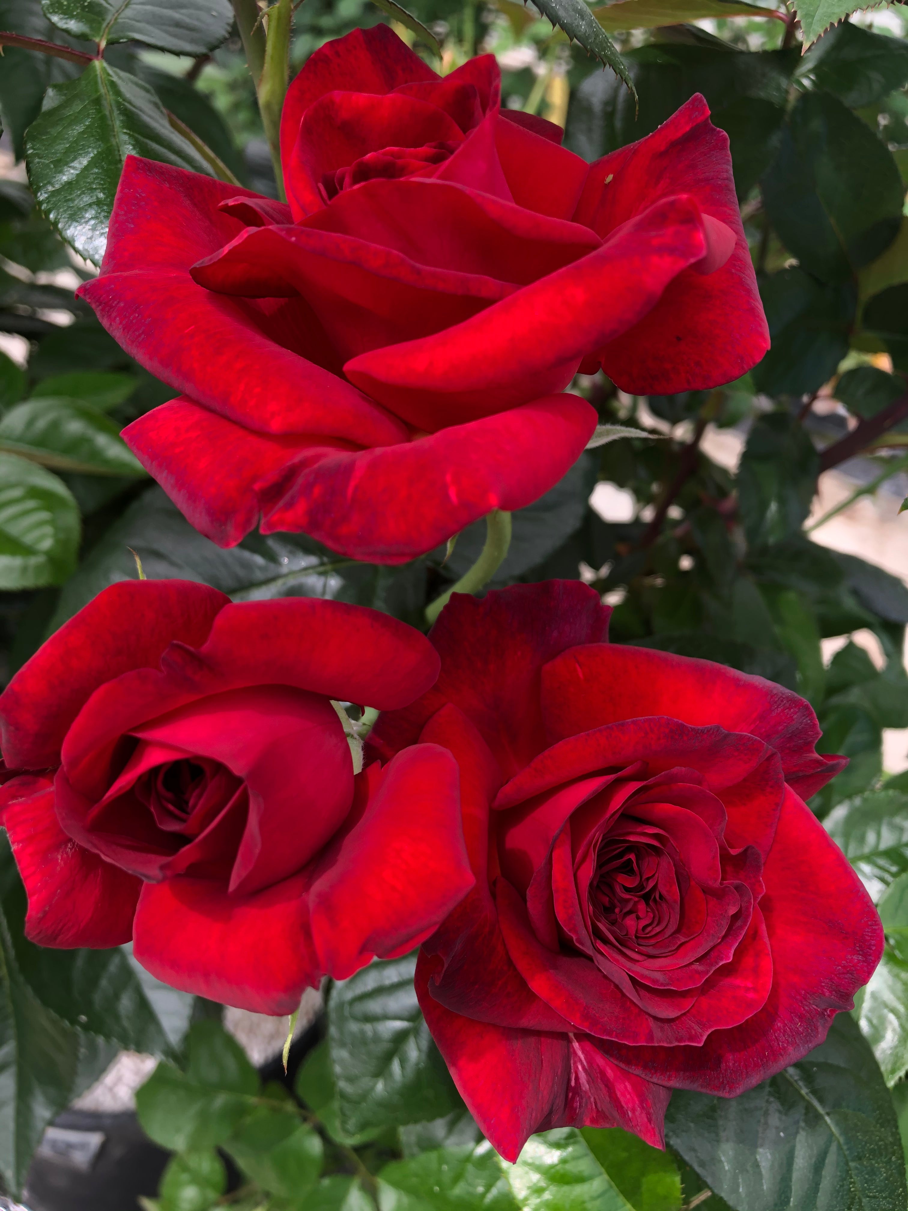 Čajevka Hibridna Ruža - La Rose Monsieur®