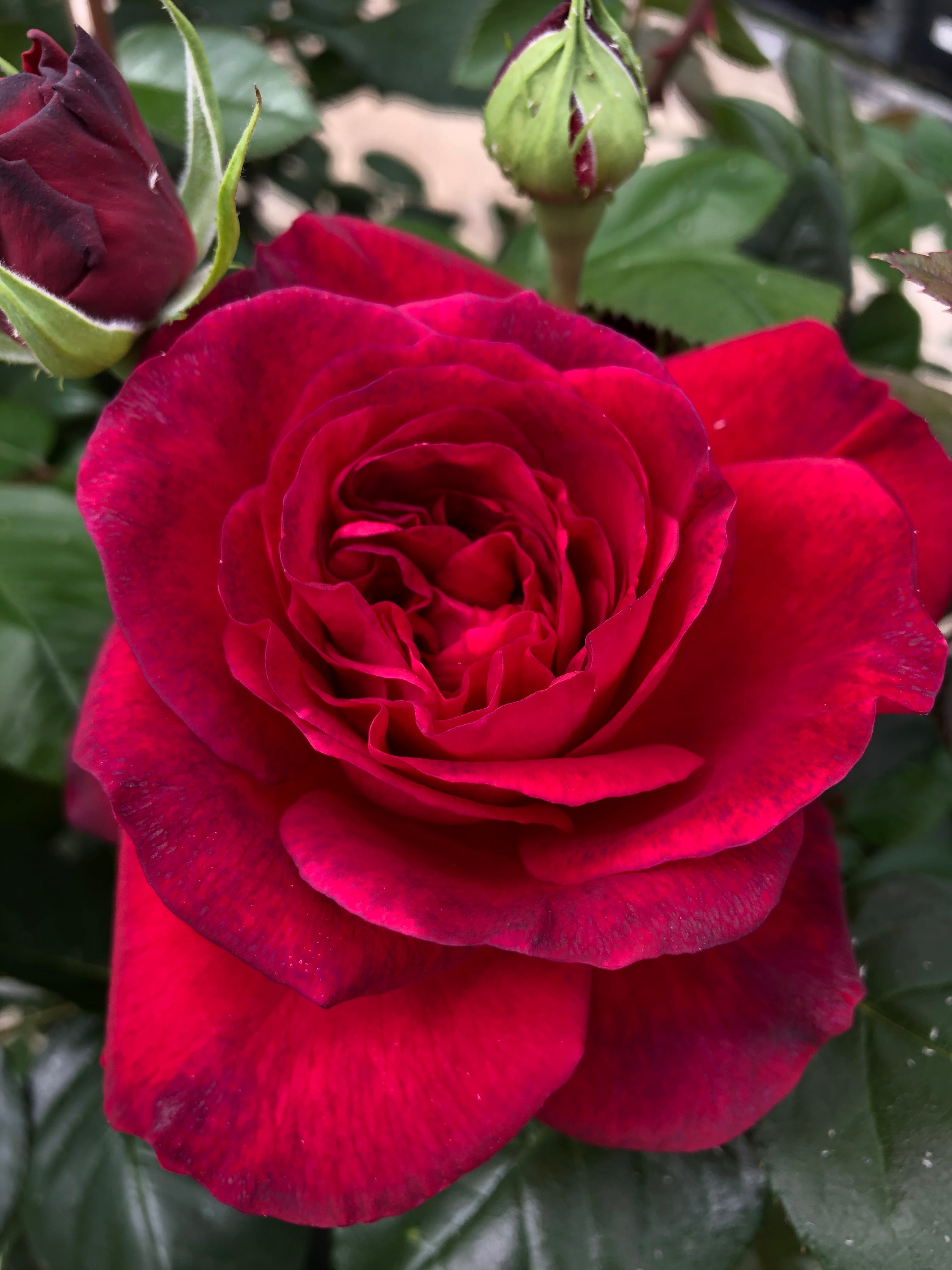 Čajevka Hibridna Ruža - La Rose Monsieur®