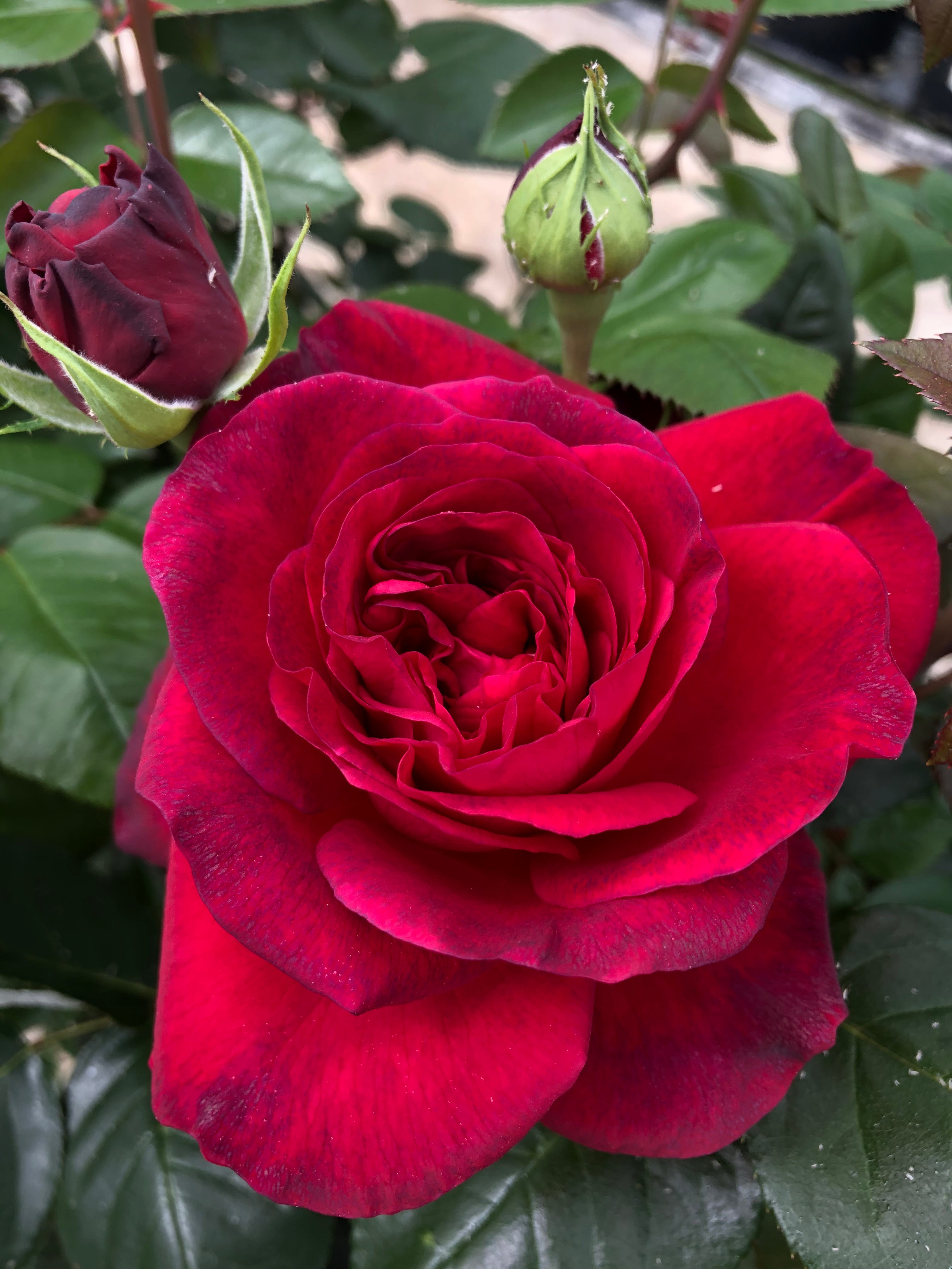 Čajevka Hibridna Ruža - La Rose Monsieur®