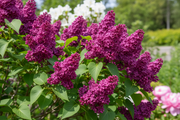 Lilac - Charles Joly-1