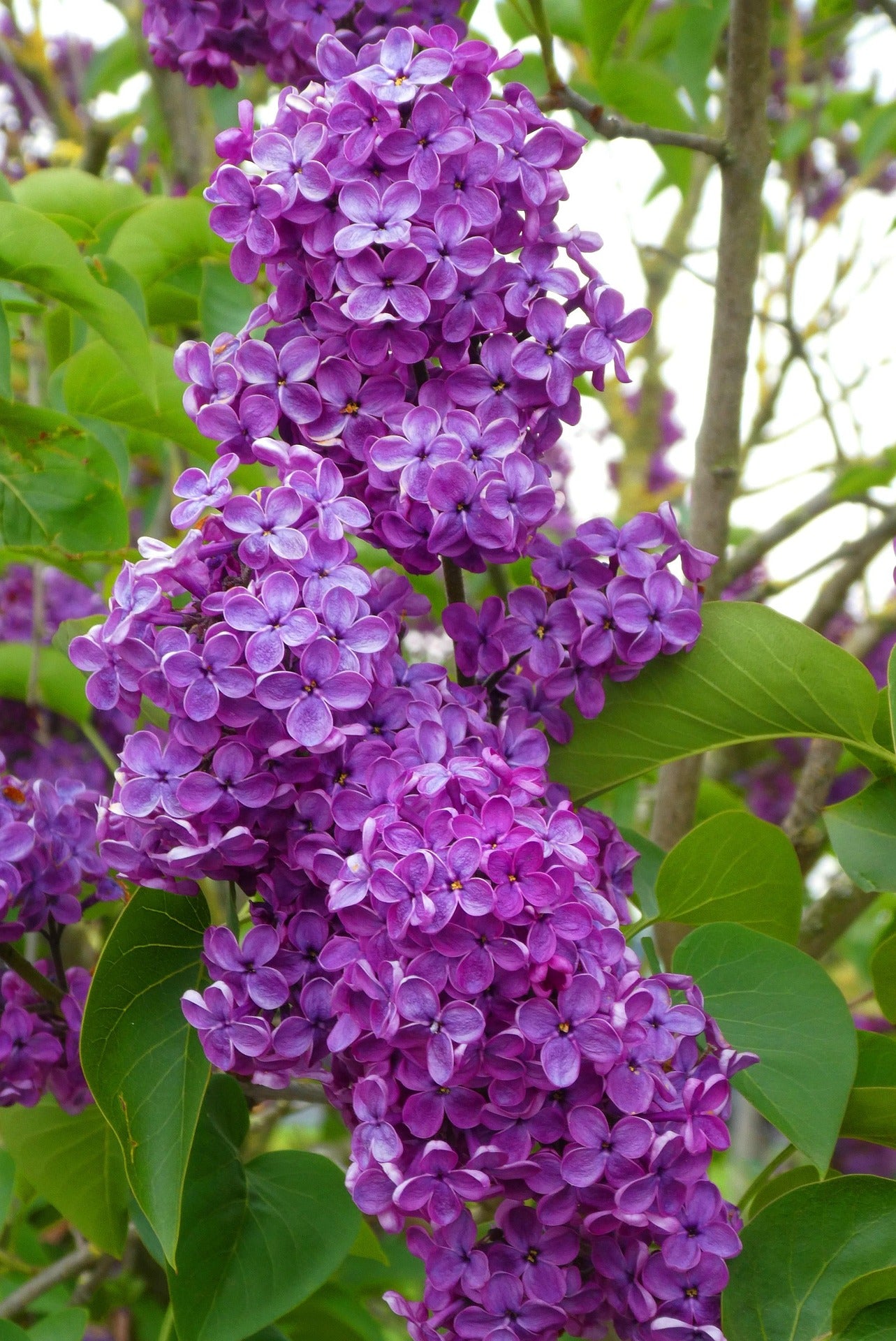 Lilac - Ludwig Spaeth-2