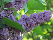 Lilac - Michel Buchner-1