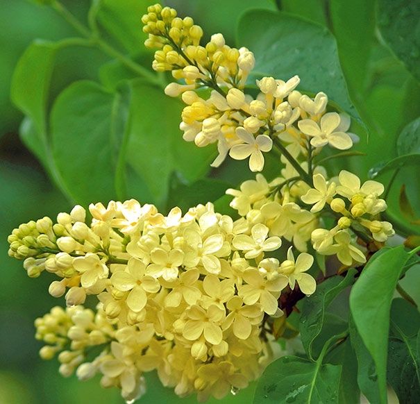 Lilac - Primrose-1