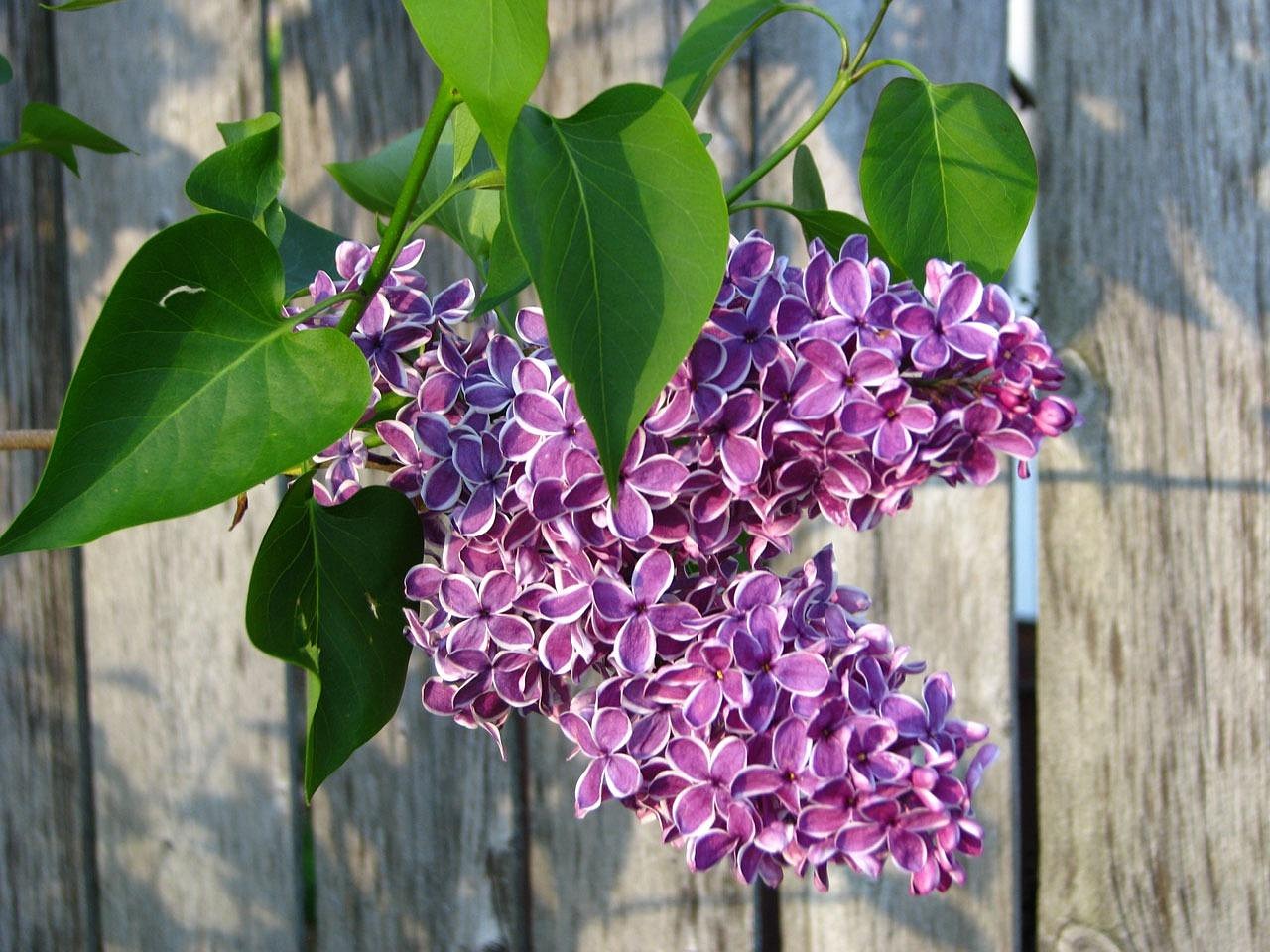 Lilac - Sensation-3
