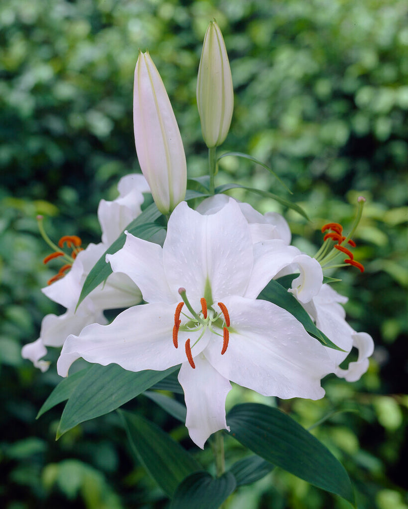 Lilly  - Siberia - 16/18