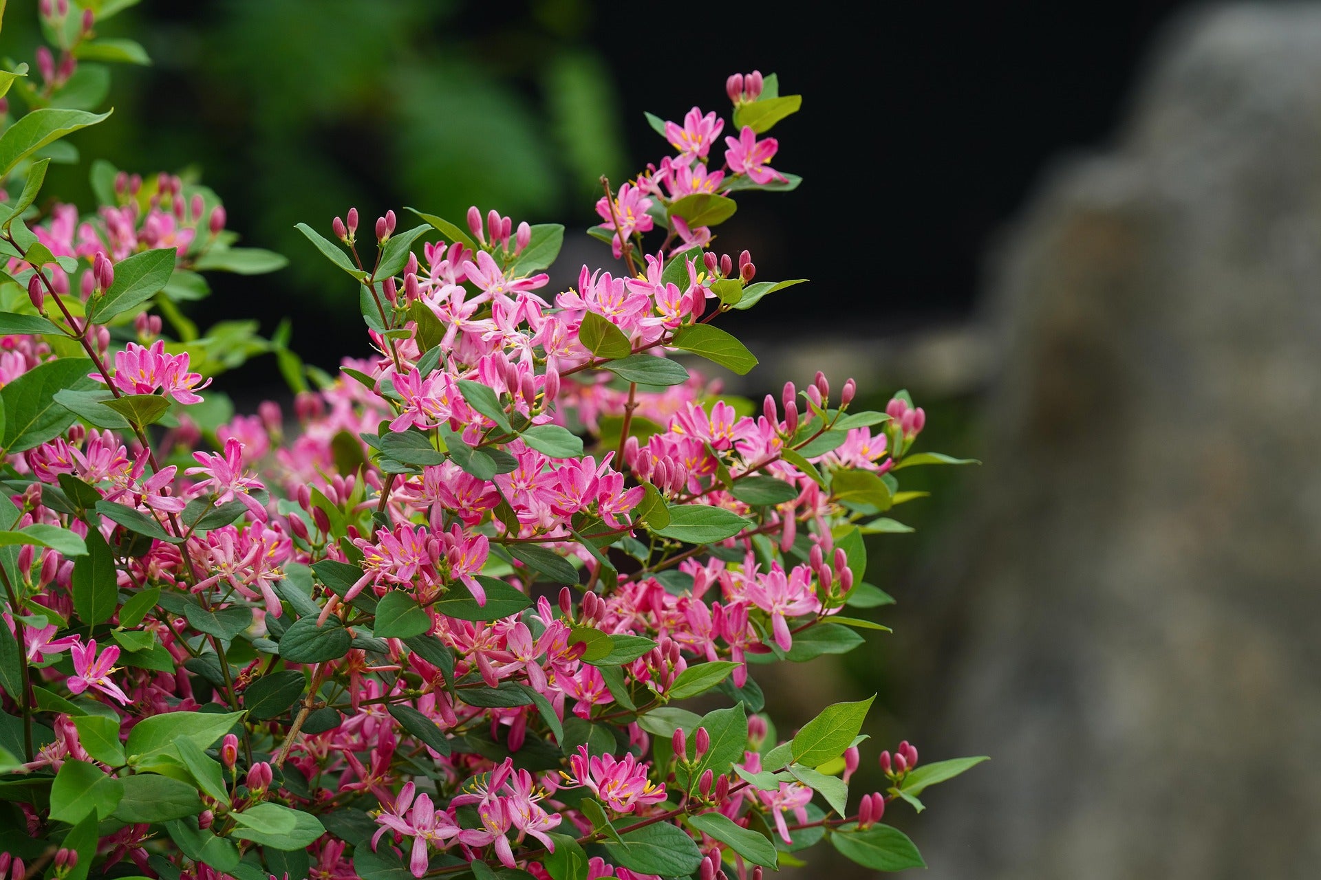 Honeysuckle - Belgica - 2L