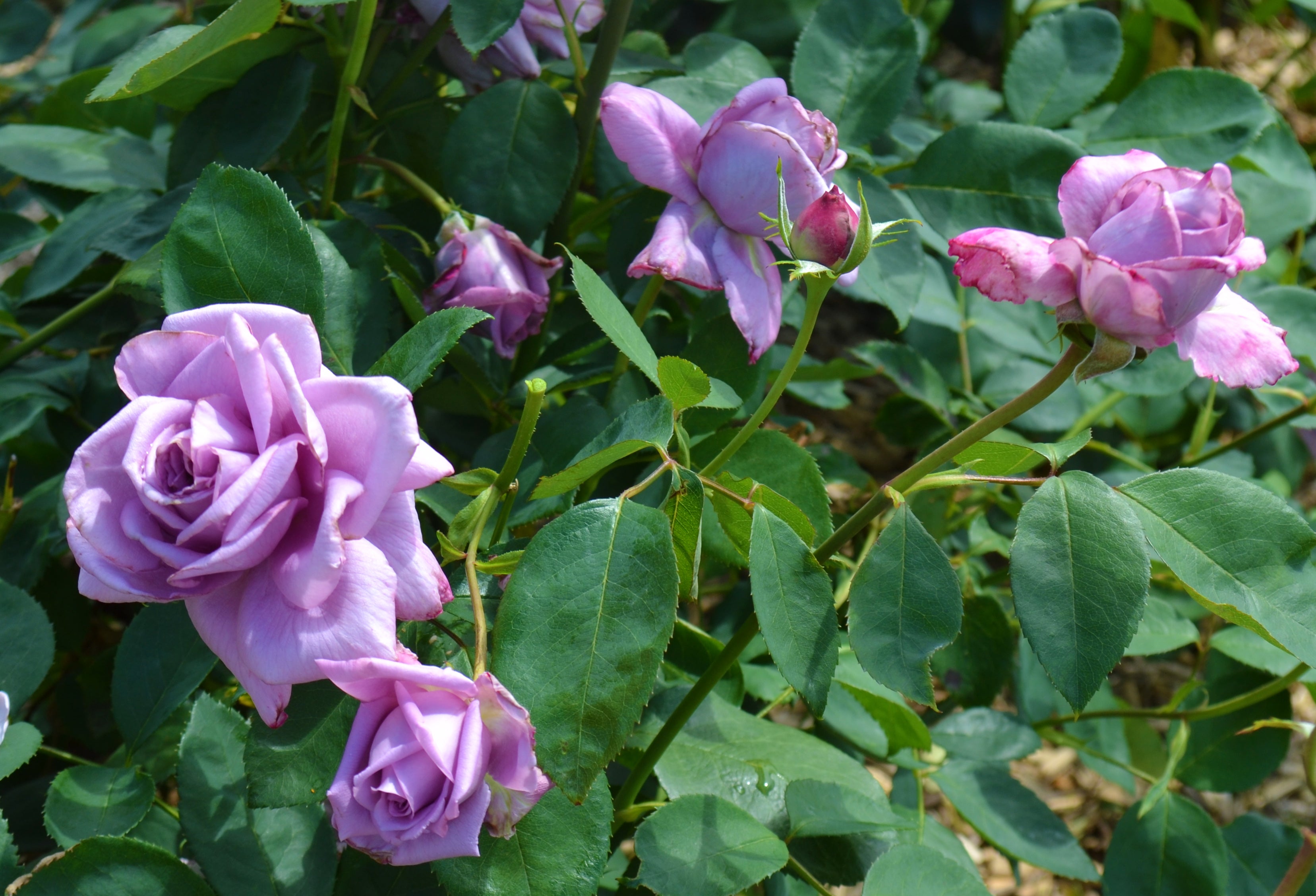 Hybrid Tea Rose - Mamy Blue®