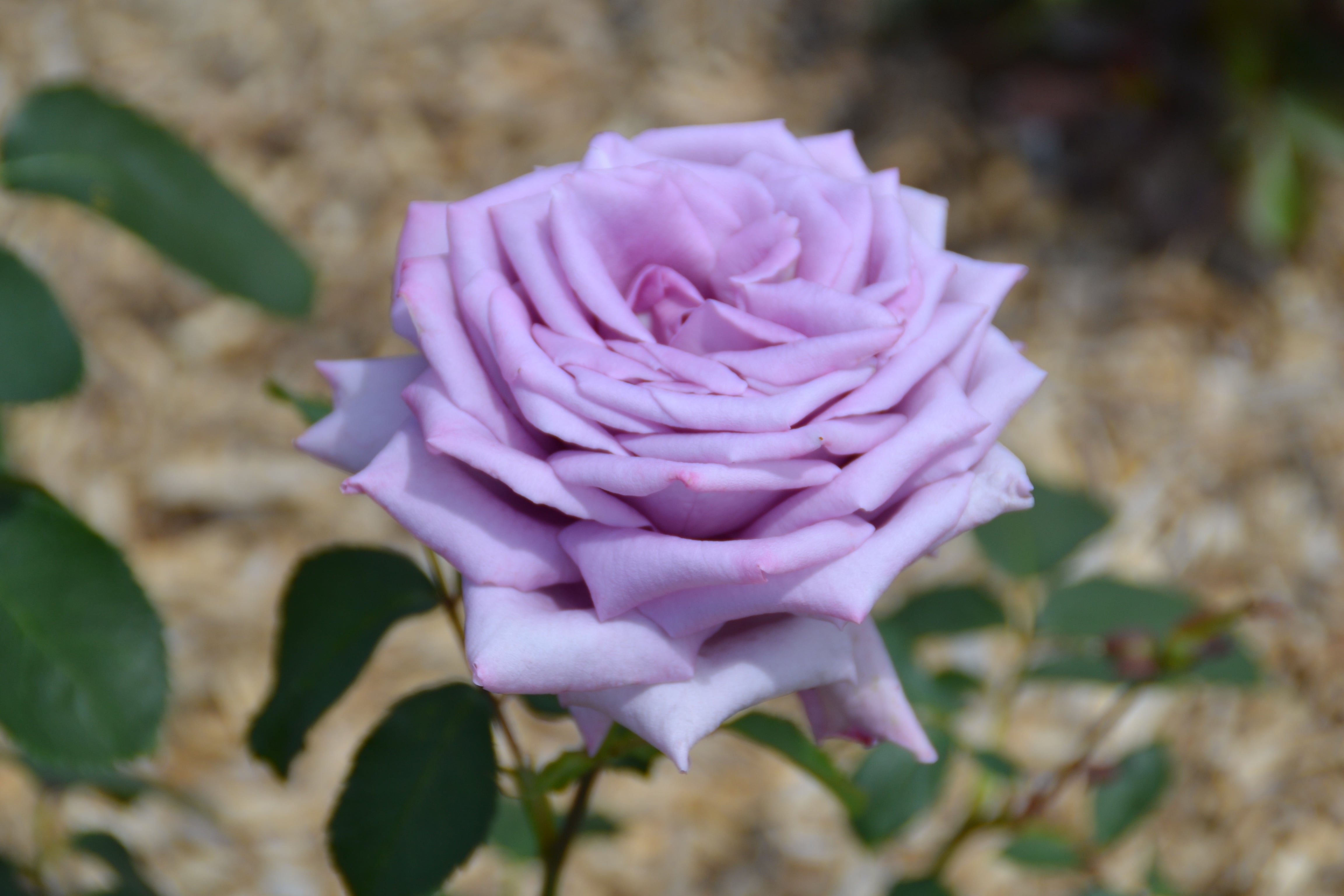 Hybrid Tea Rose - Mamy Blue®