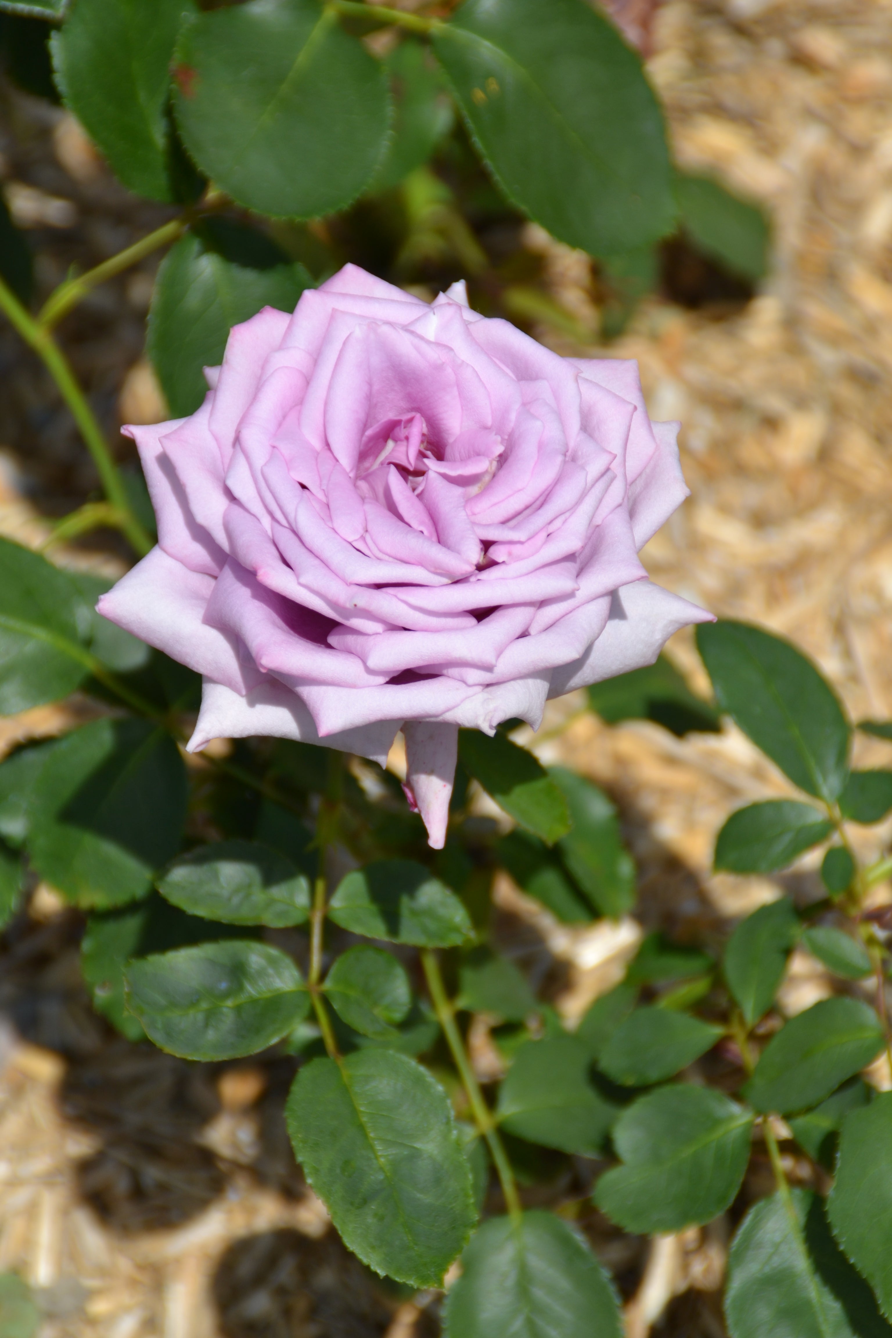 Hybrid Tea Rose - Mamy Blue®