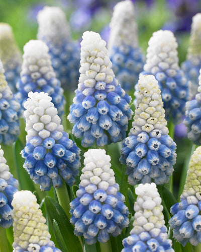 Muscari - Mountain Lady - 8/9